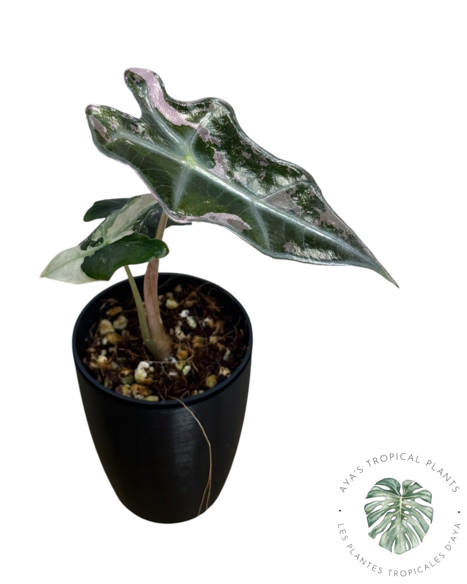 Alocasia Nobilis Pink Variegated