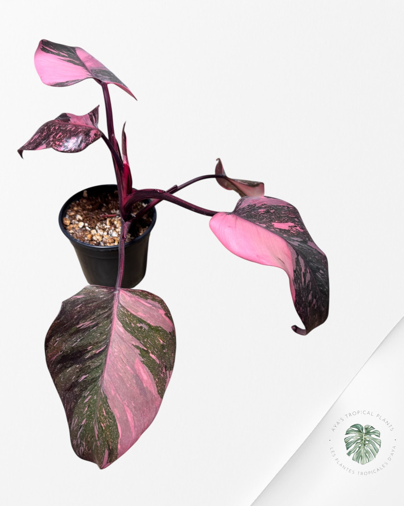 Philodendron 'Pink Princess Galaxy - RR