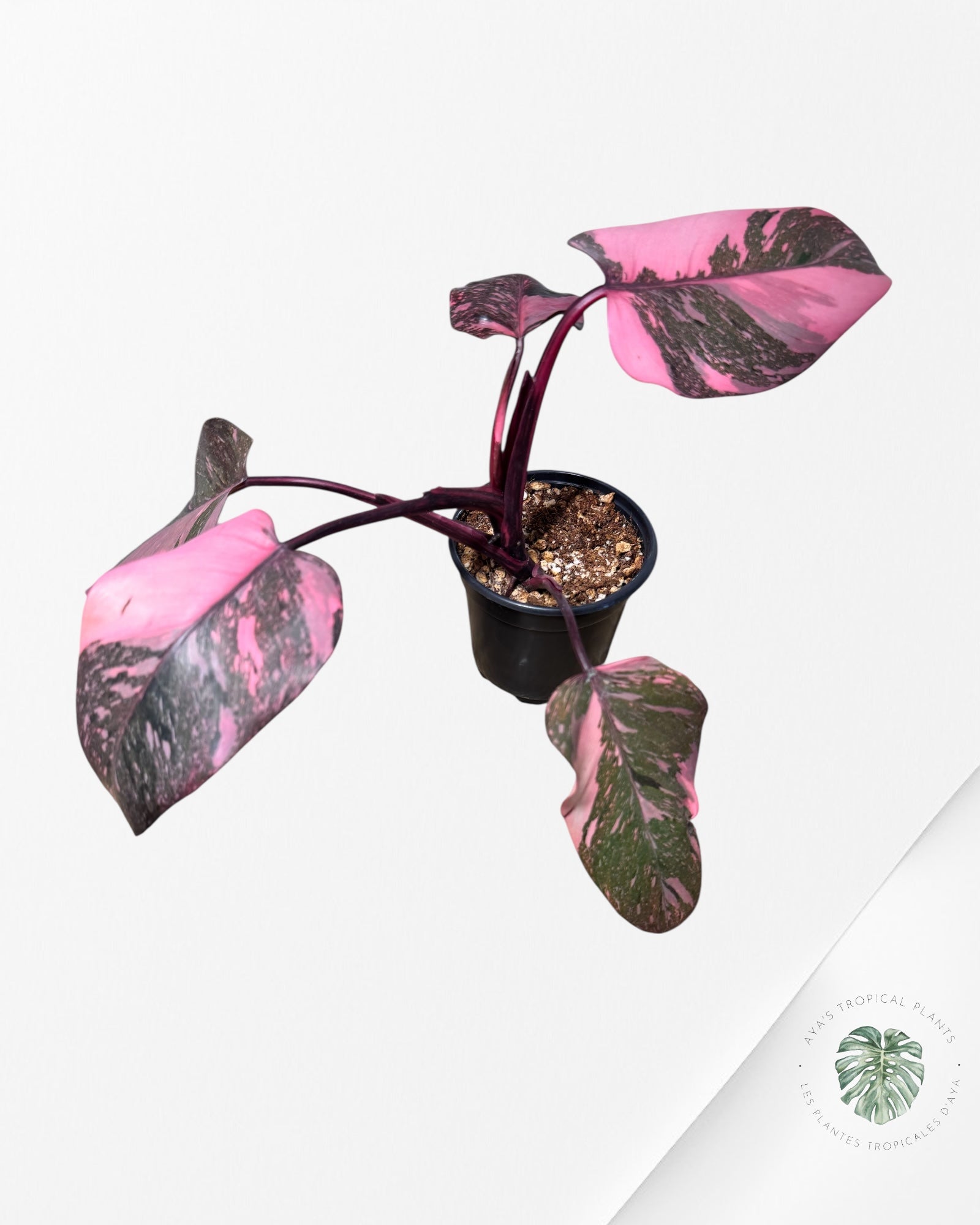 Philodendron 'Pink Princess Galaxy - RR