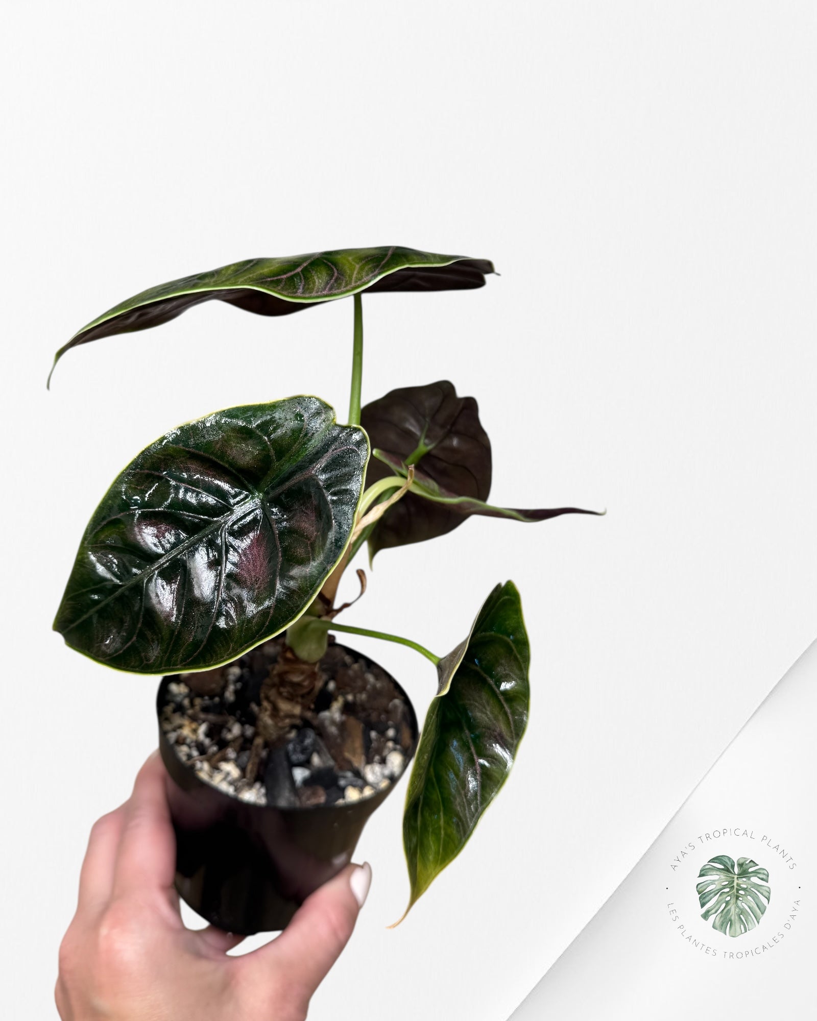 Alocasia azlanii - Minnesota