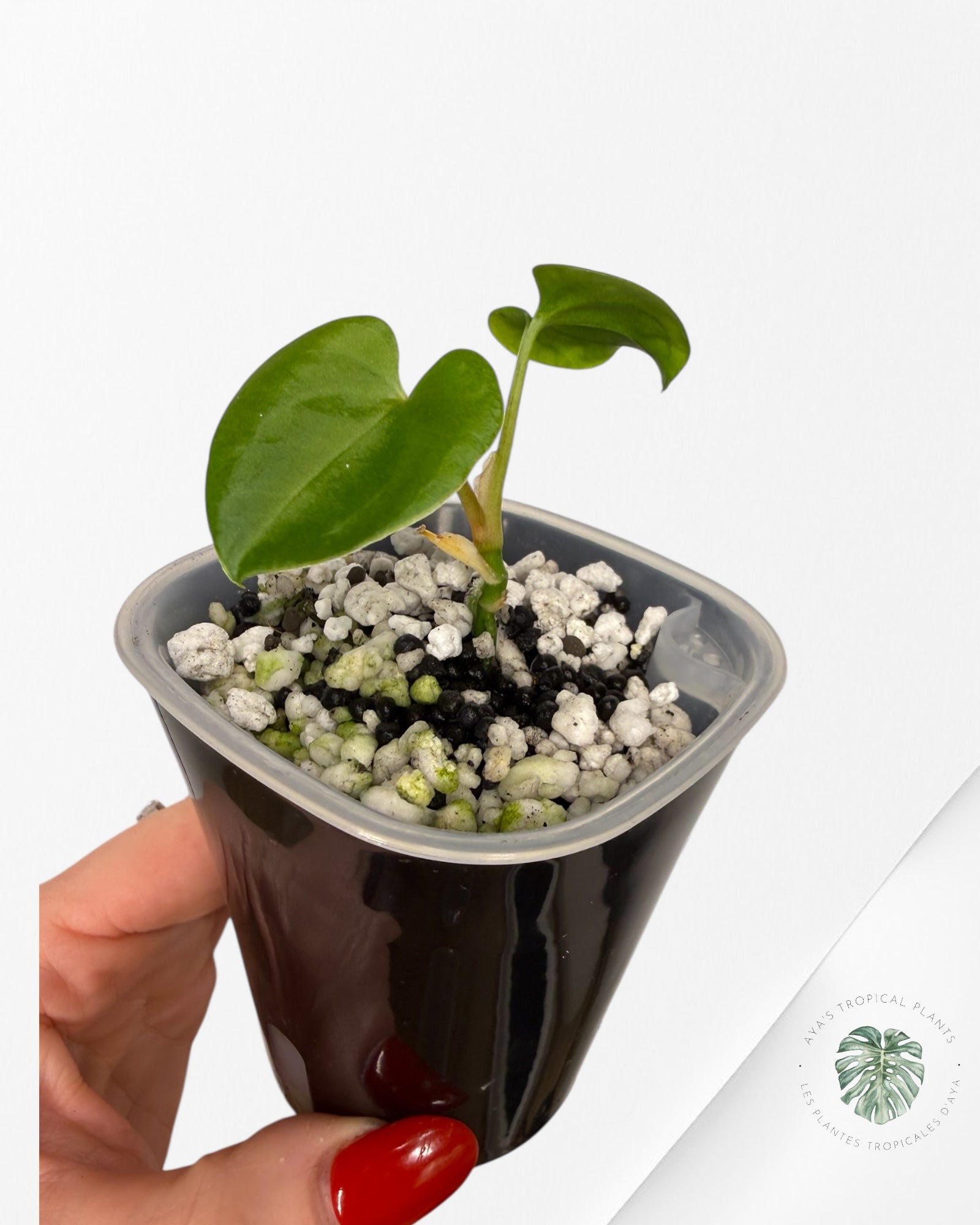 Anthurium Black Magic