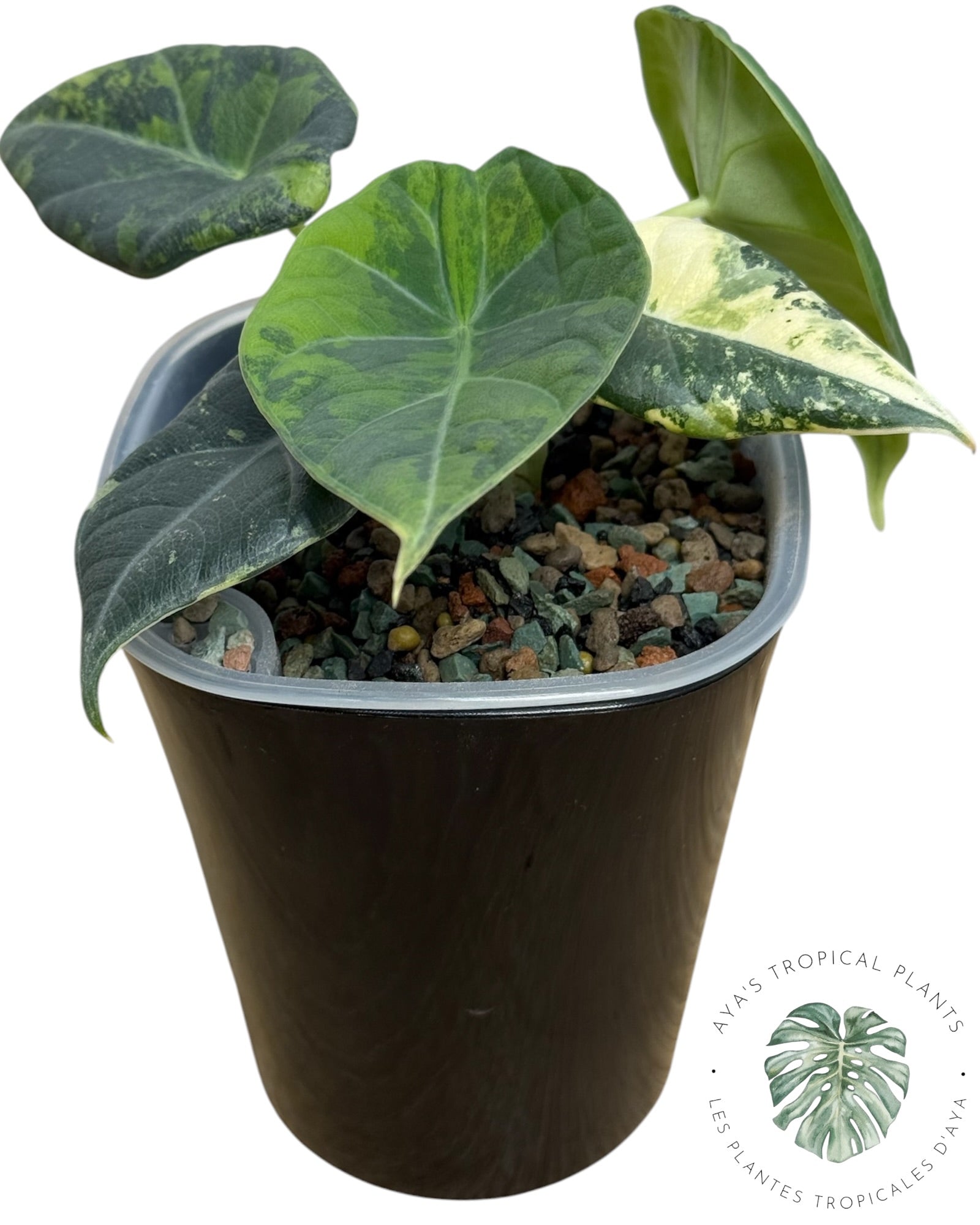 Alocasia Maharani Golden Lime