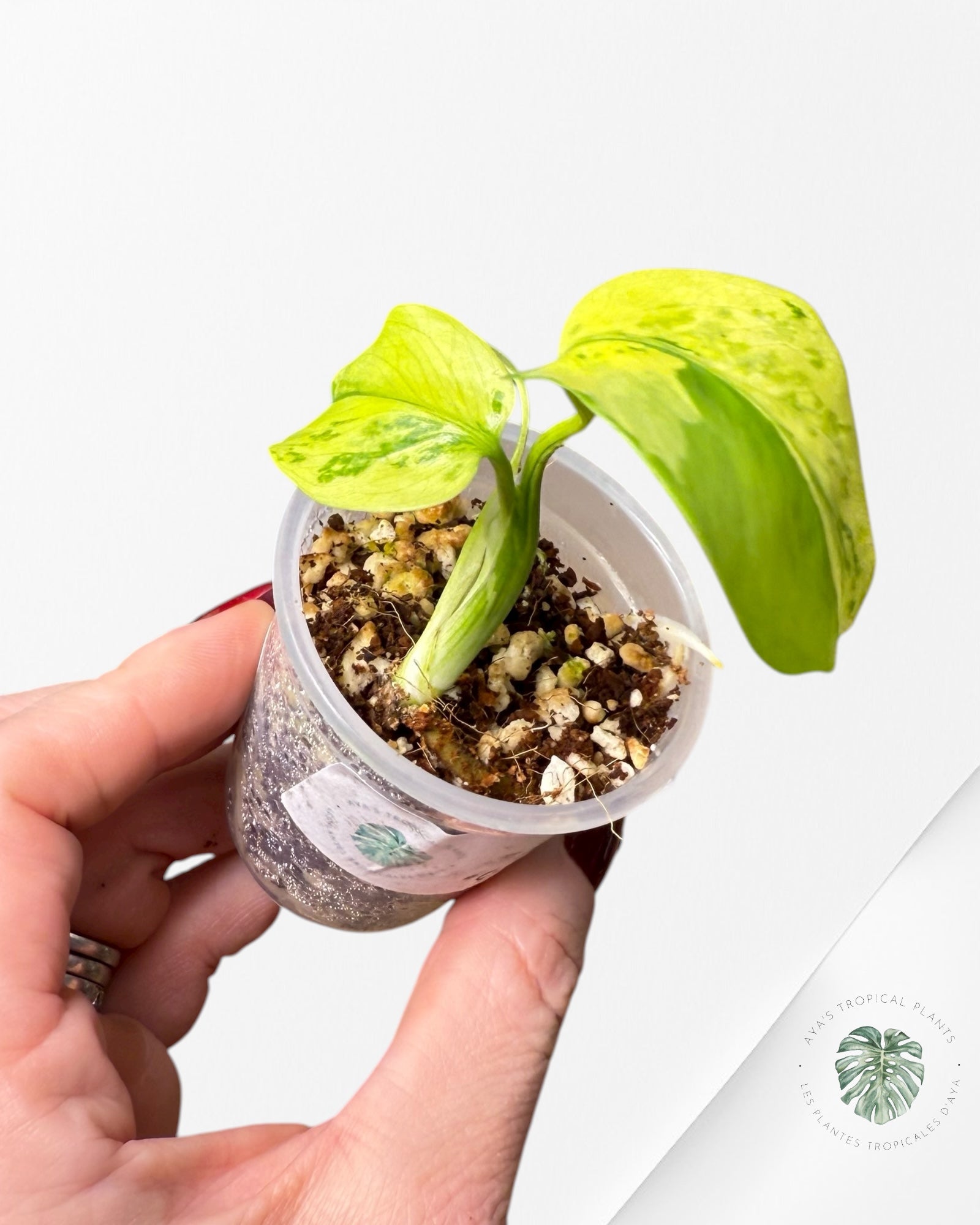 Monstera Deliciosa Electrolyte |Rare TC Plant | Aya's Tropical Plants