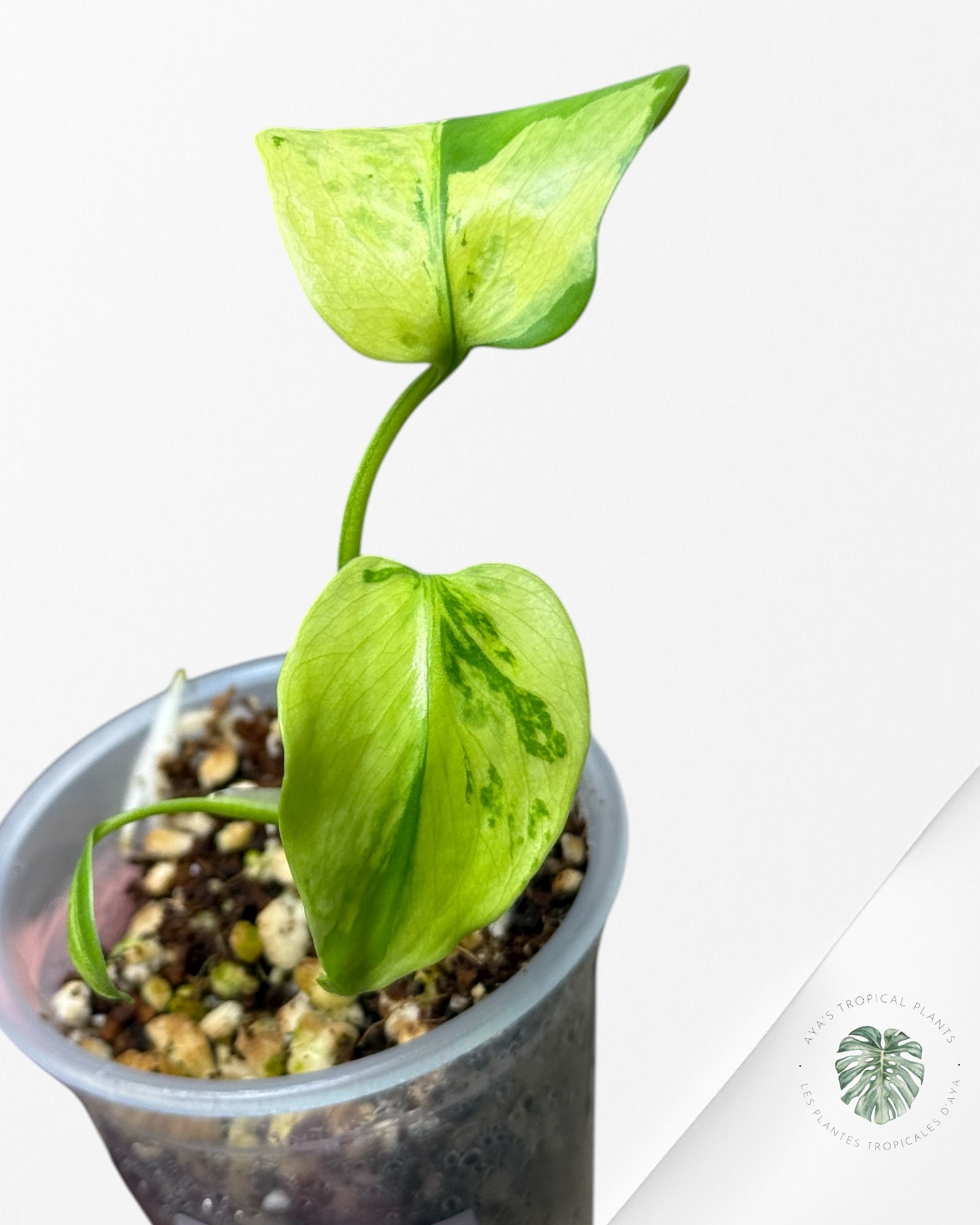 Monstera Deliciosa Electrolyte |Rare TC Plant | Aya's Tropical Plants