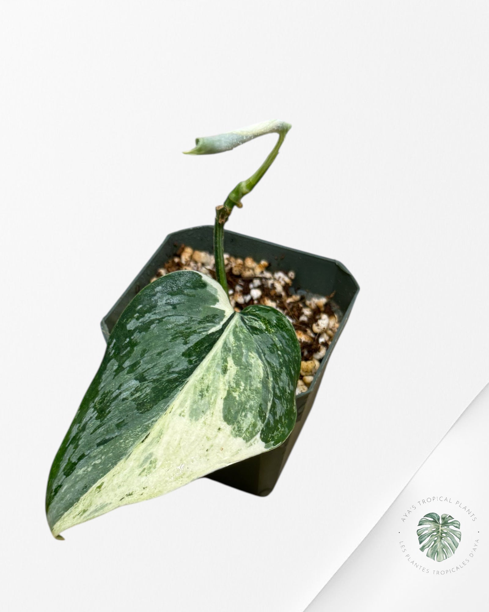 Scindapsus Exotica White Crystal Variegated