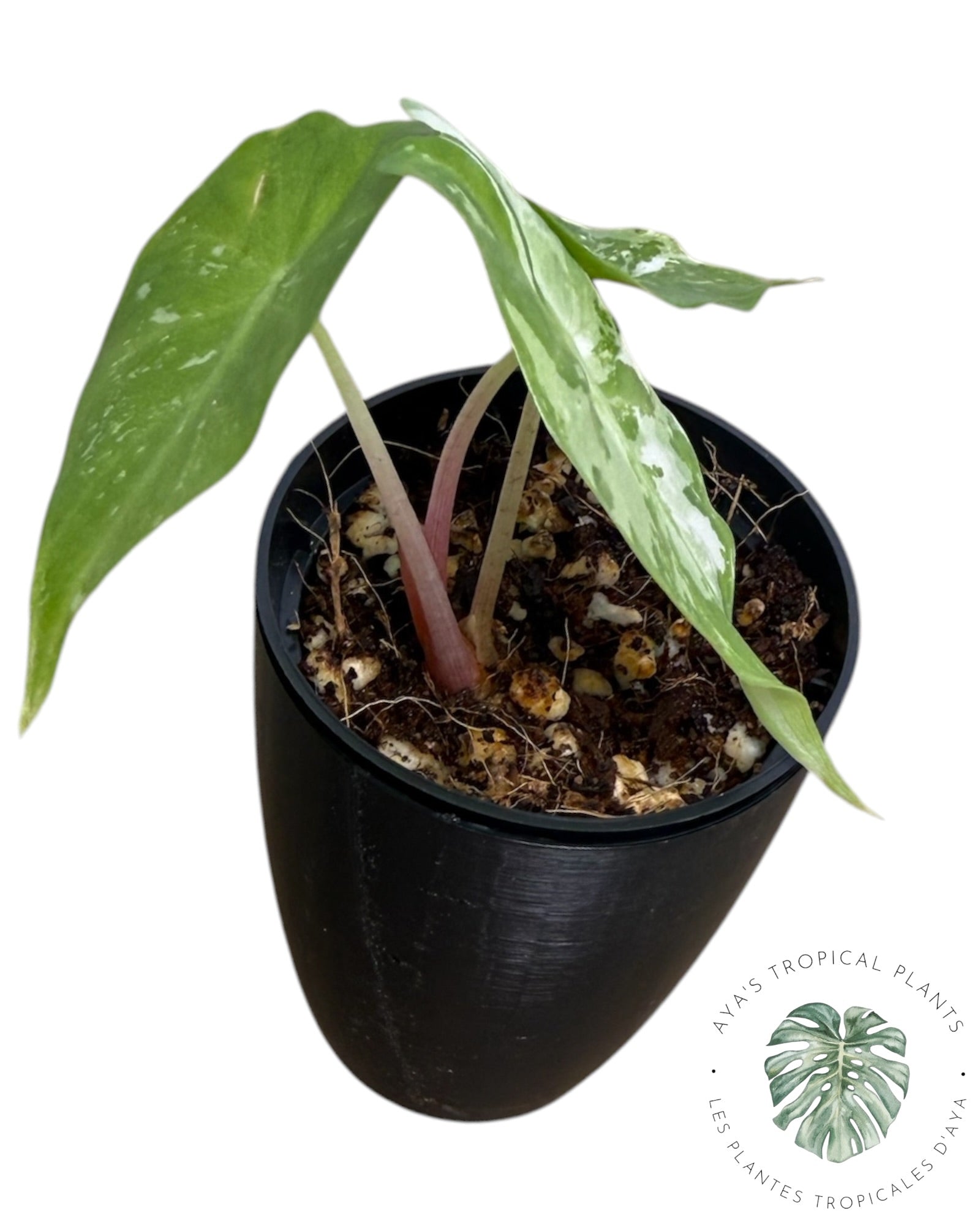 Alocasia Pink Dragon Albo