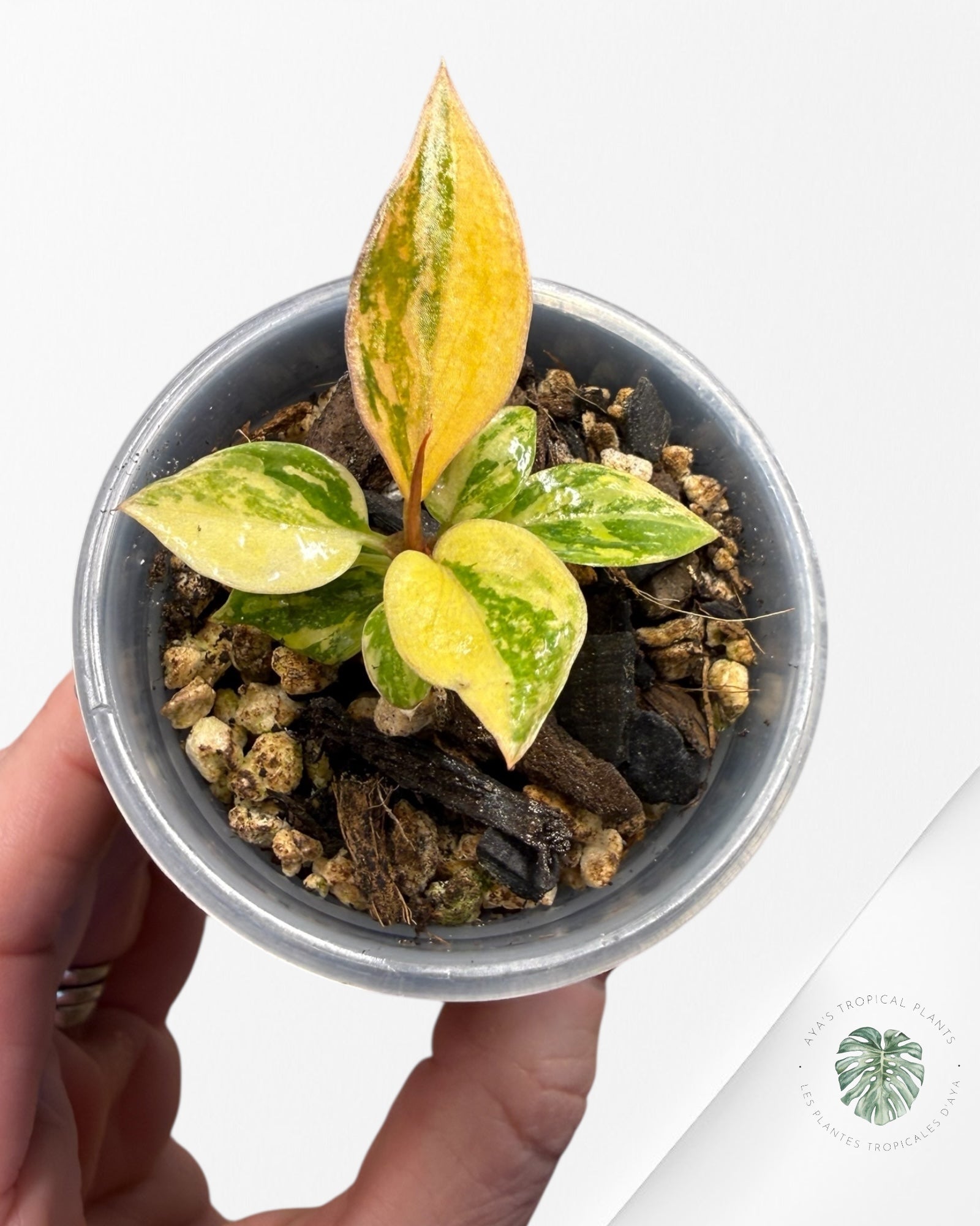 Philodendron Caramel Marble ‘Fire Tiger’