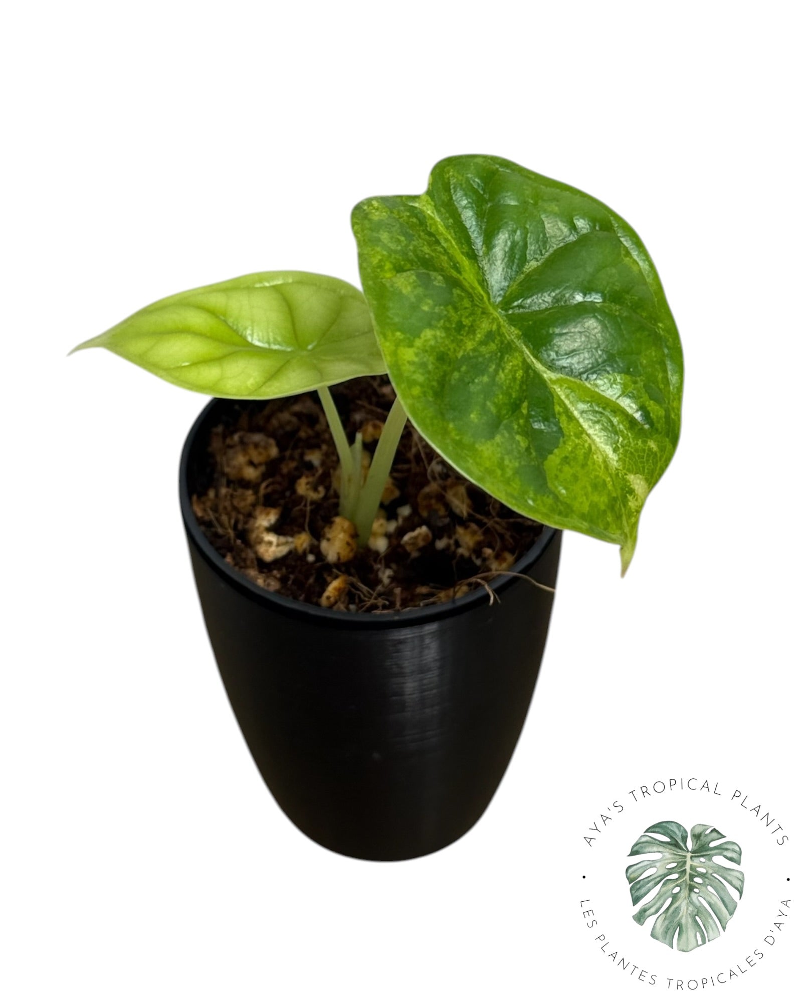 Alocasia Dragon Scale Aurea Variegated
