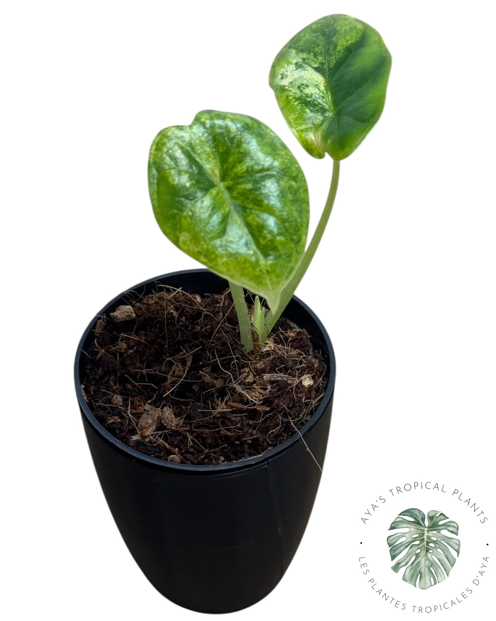 Alocasia Dragon Scale Aurea Variegated