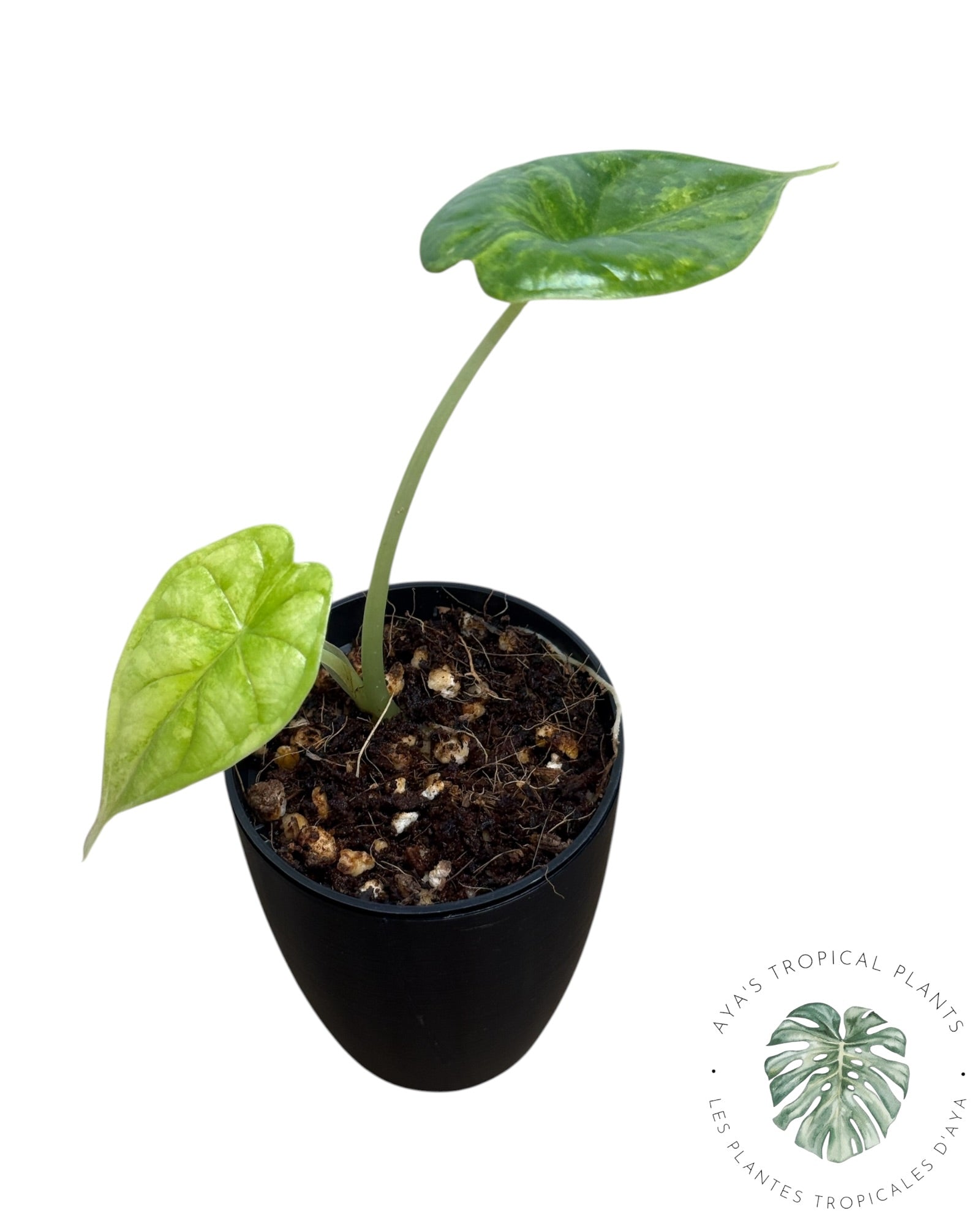 Alocasia Dragon Scale Aurea Variegated