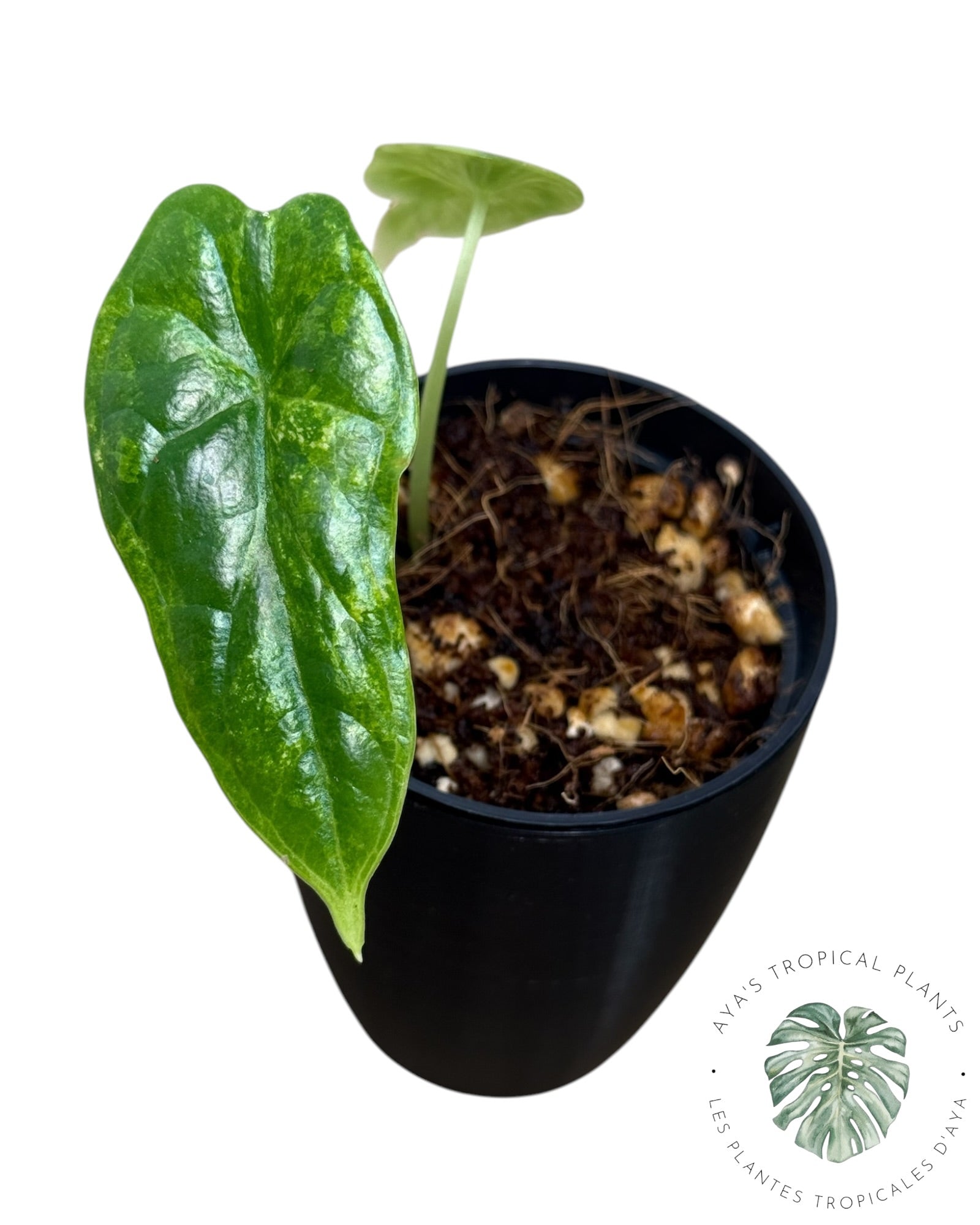Alocasia Dragon Scale Aurea Variegated
