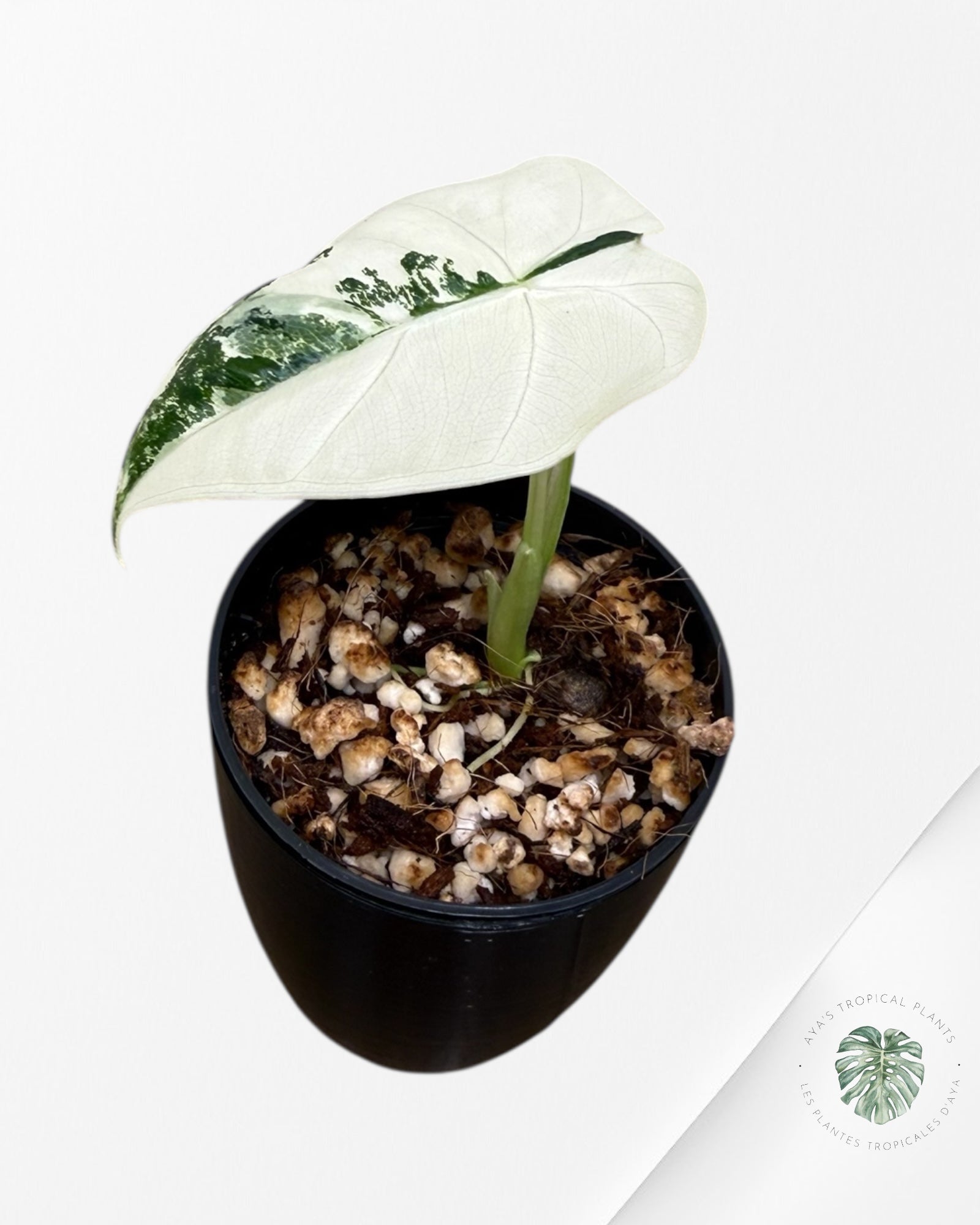 Alocasia Frydek Variegated