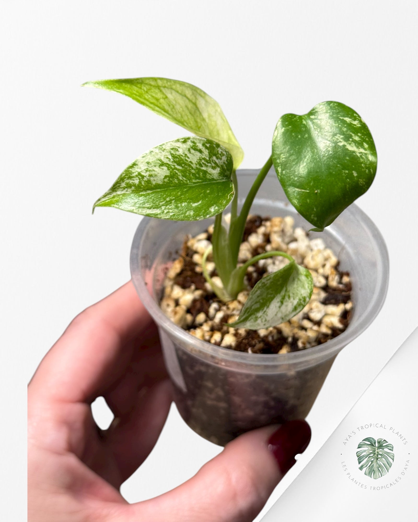 Monstera Mint | Rare TC Plant | Aya's Tropical Plants