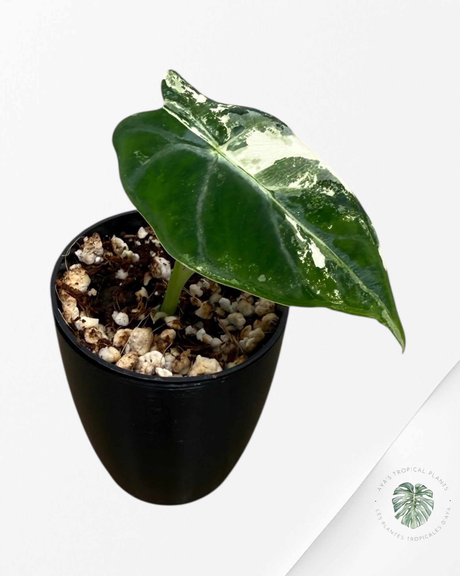 Alocasia Frydek Variegated