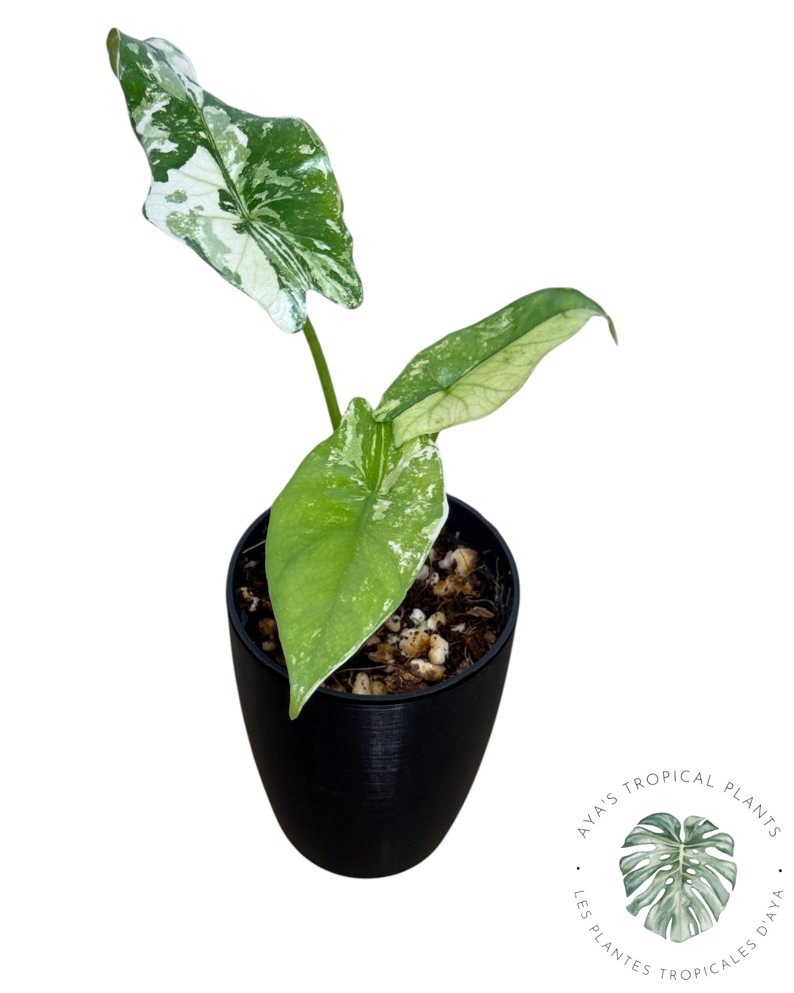 Alocasia  Simpo Albo Variegated