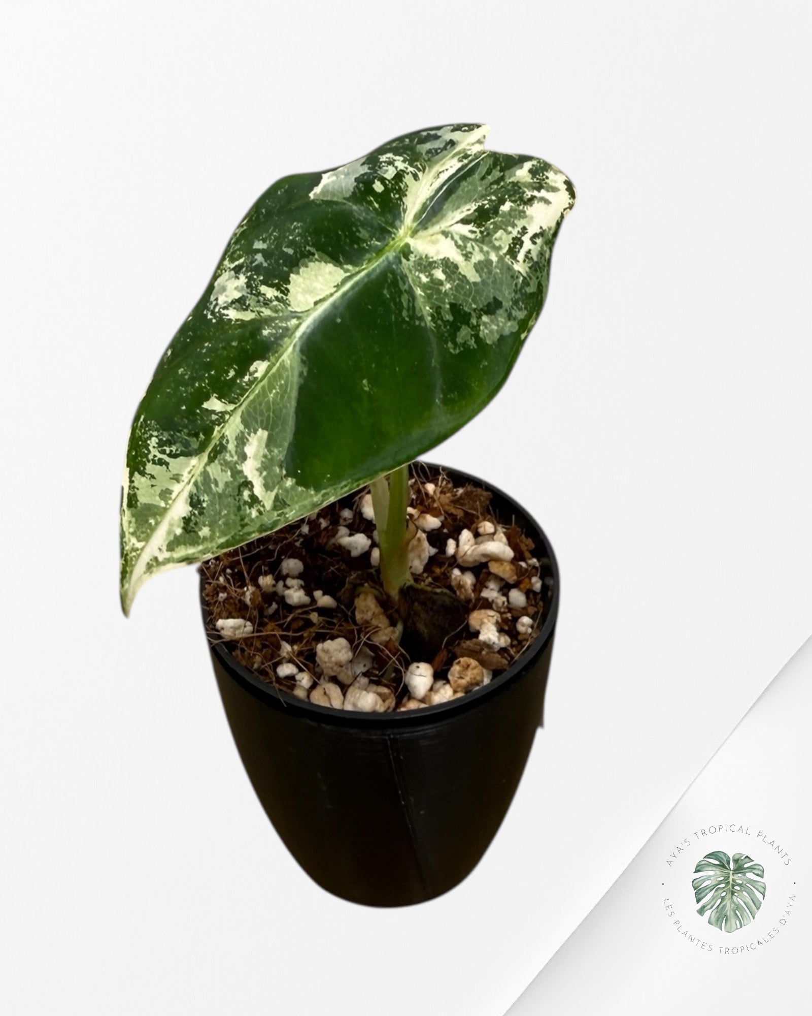Alocasia Frydek Variegated