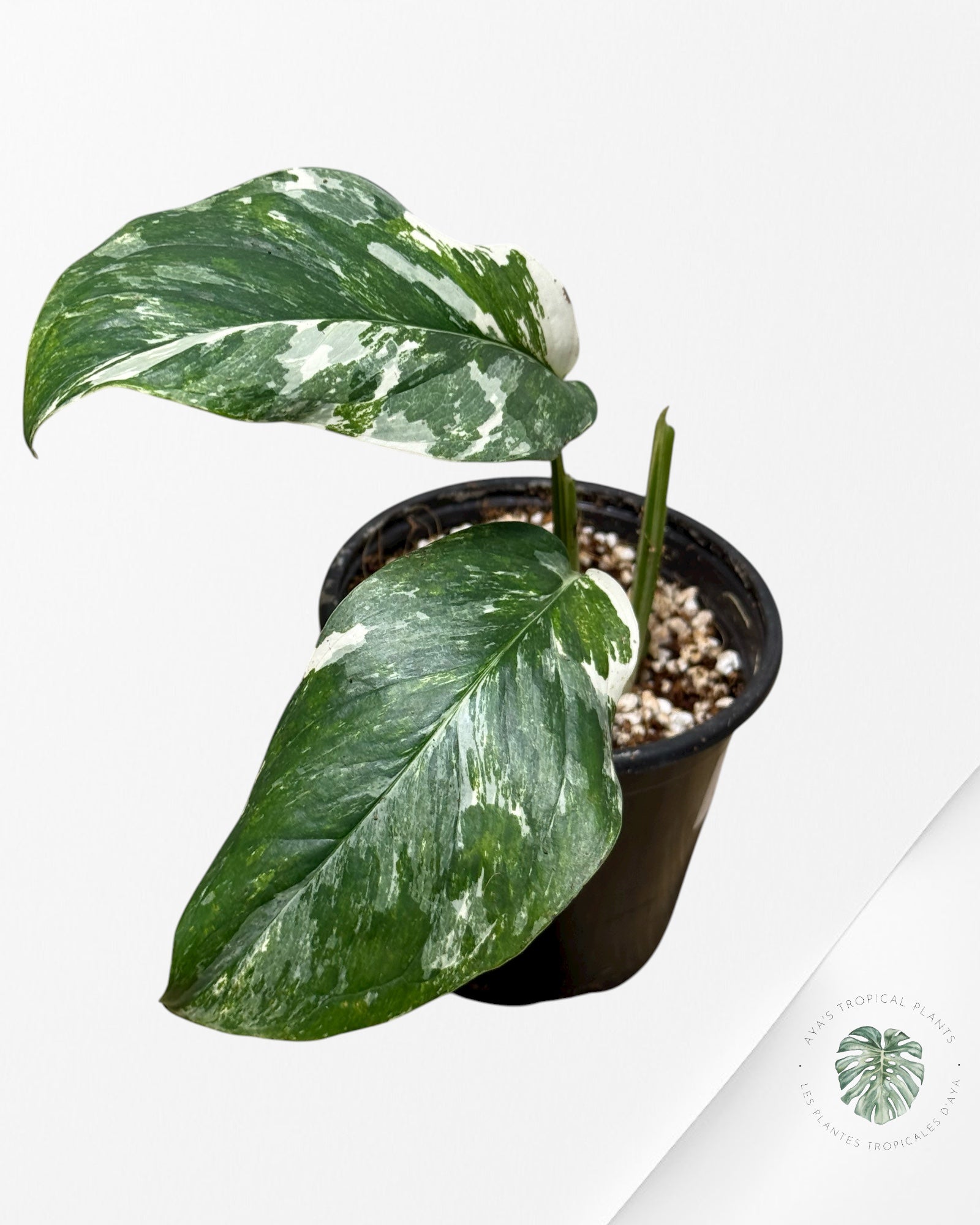 Monstera Lechleriana Variegated | Rare Aroid | Aya’s tropical plants