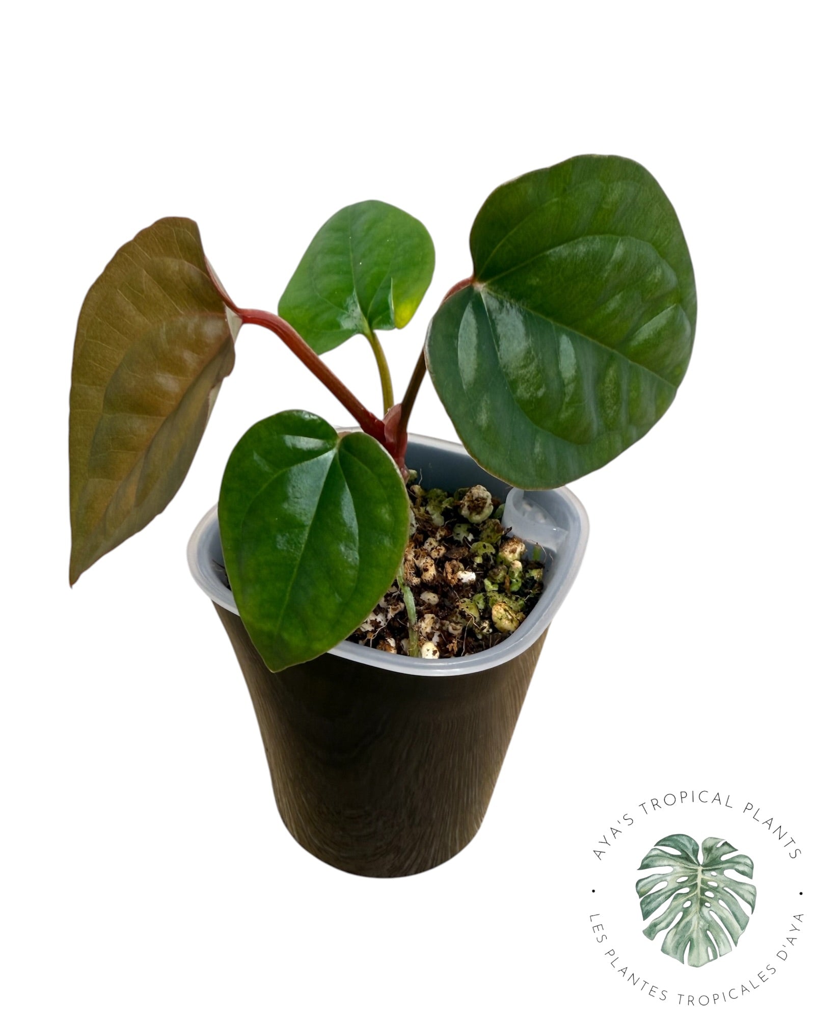Anthurium Ace of Spades x Luxurians
