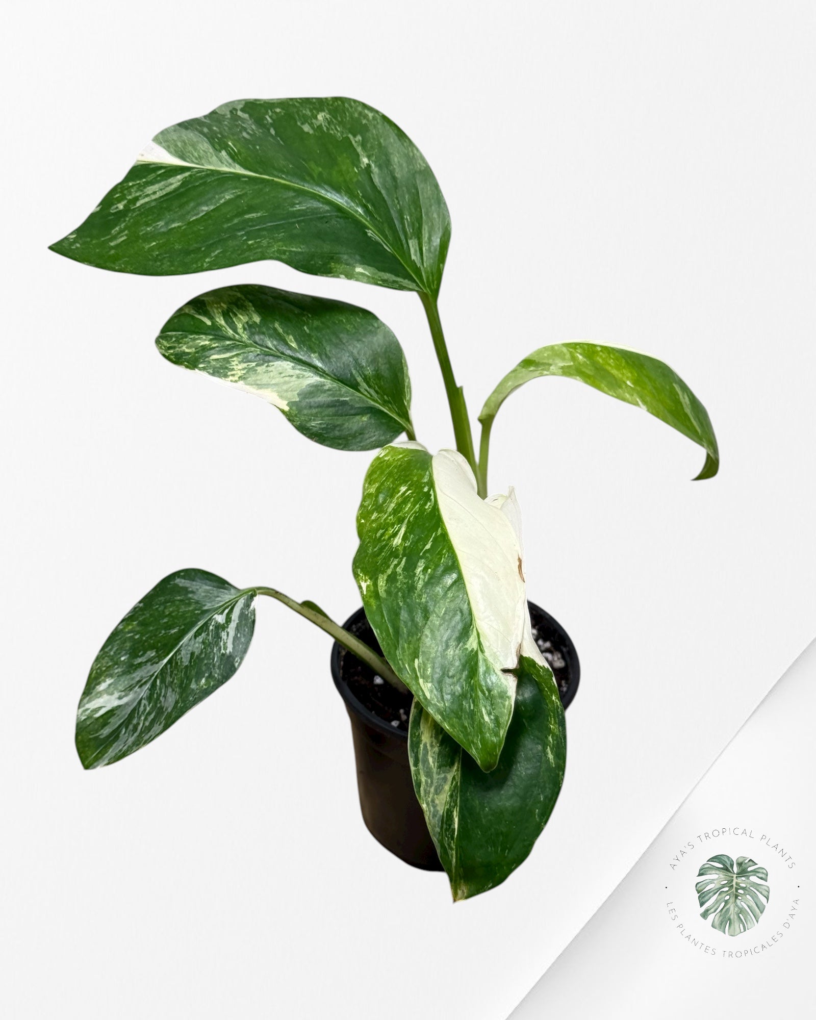 Monstera Lechleriana Variegated | Rare Aroid | Aya’s tropical plants