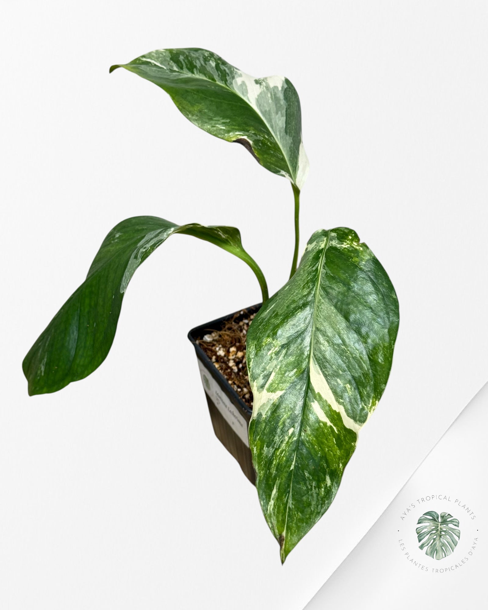 Monstera Lechleriana Variegated | Rare Aroid | Aya’s tropical plants