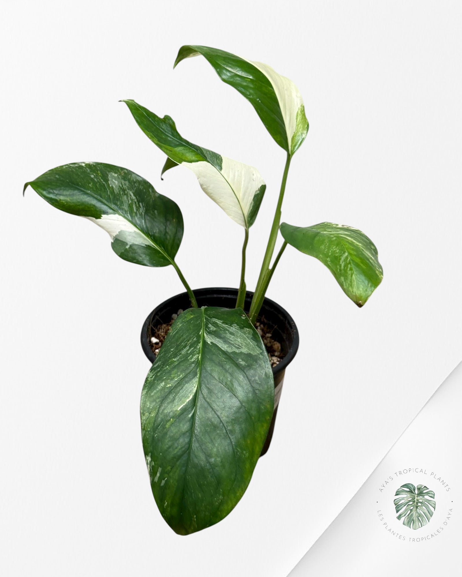 Monstera Lechleriana Variegated | Rare Aroid | Aya’s tropical plants