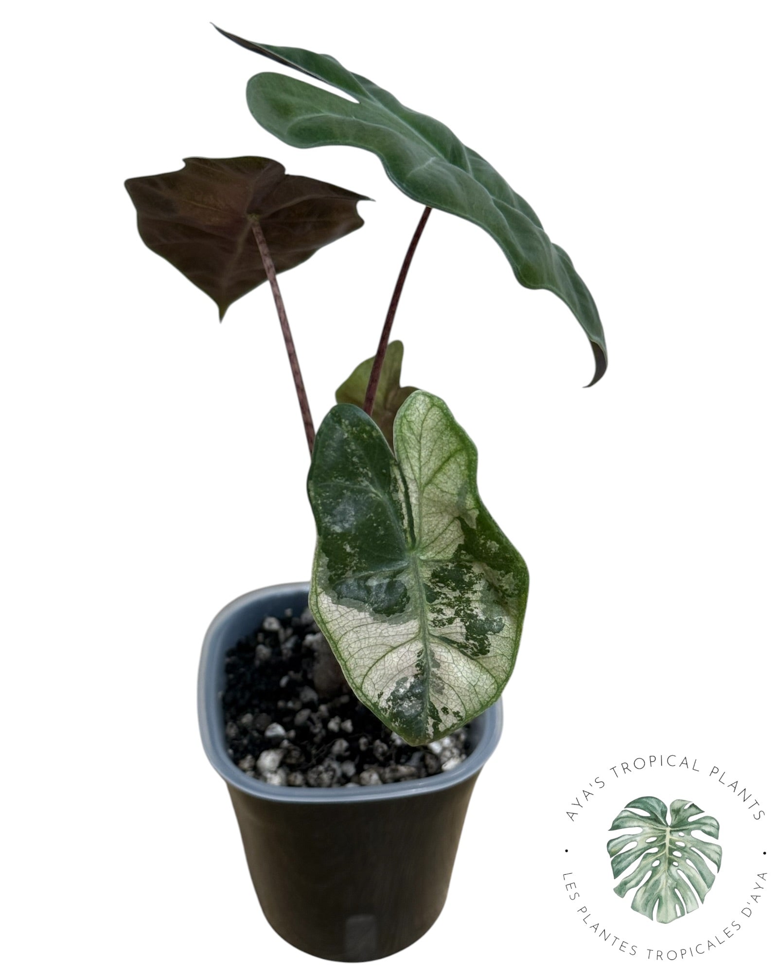 Alocasia Pseudo-Sanderiana rose panaché