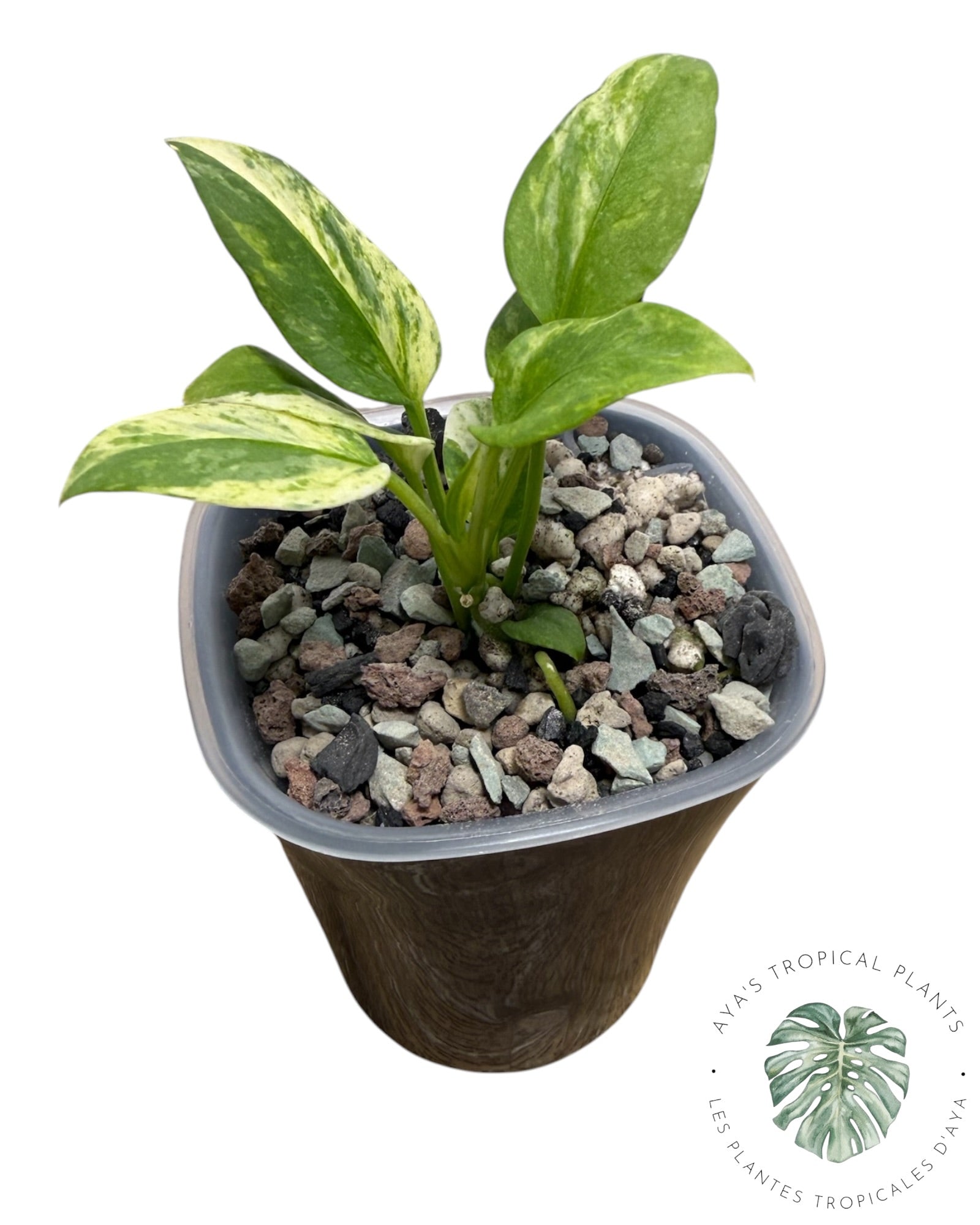 Anthurium Vittarifolium Variegated