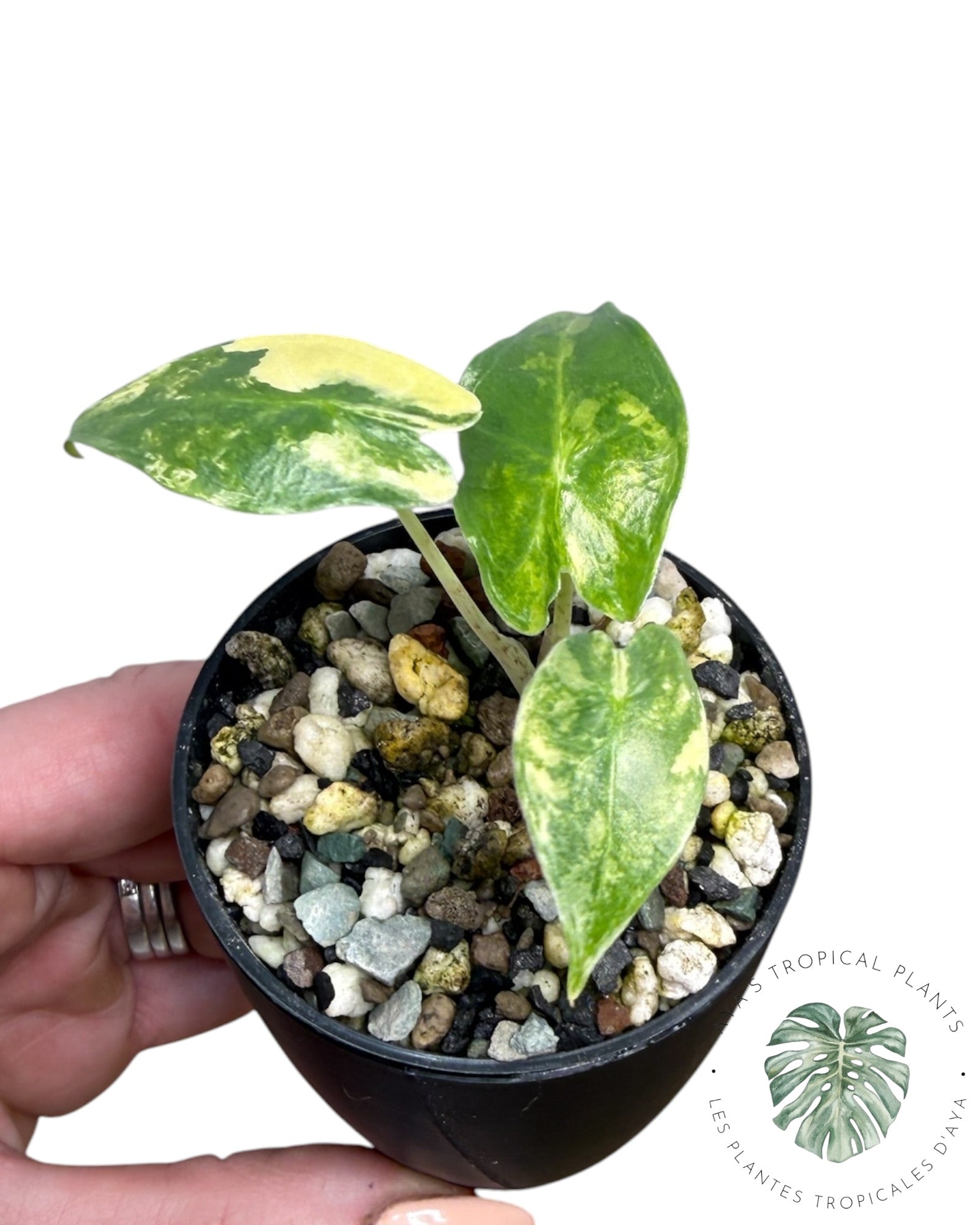 Alocasia Sarian Aurea
