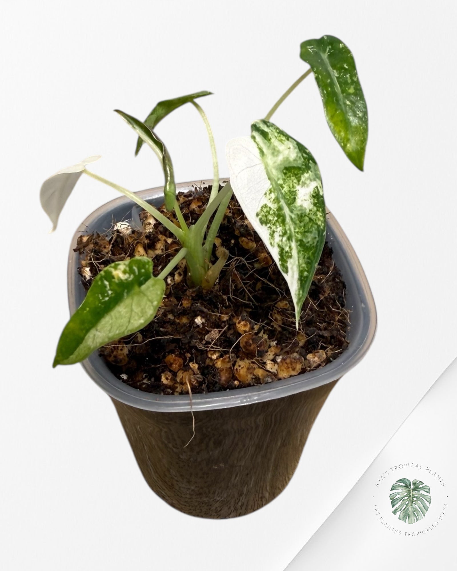 Alocasia Bambino  Albo & Aurea Variegated