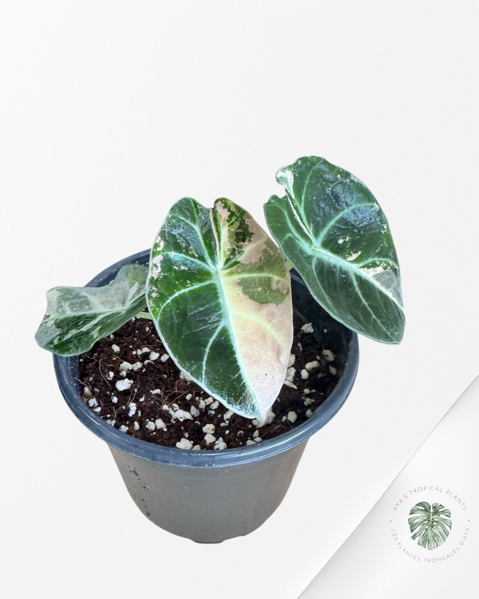 Alocasia Black Velvet Pink - JEU1
