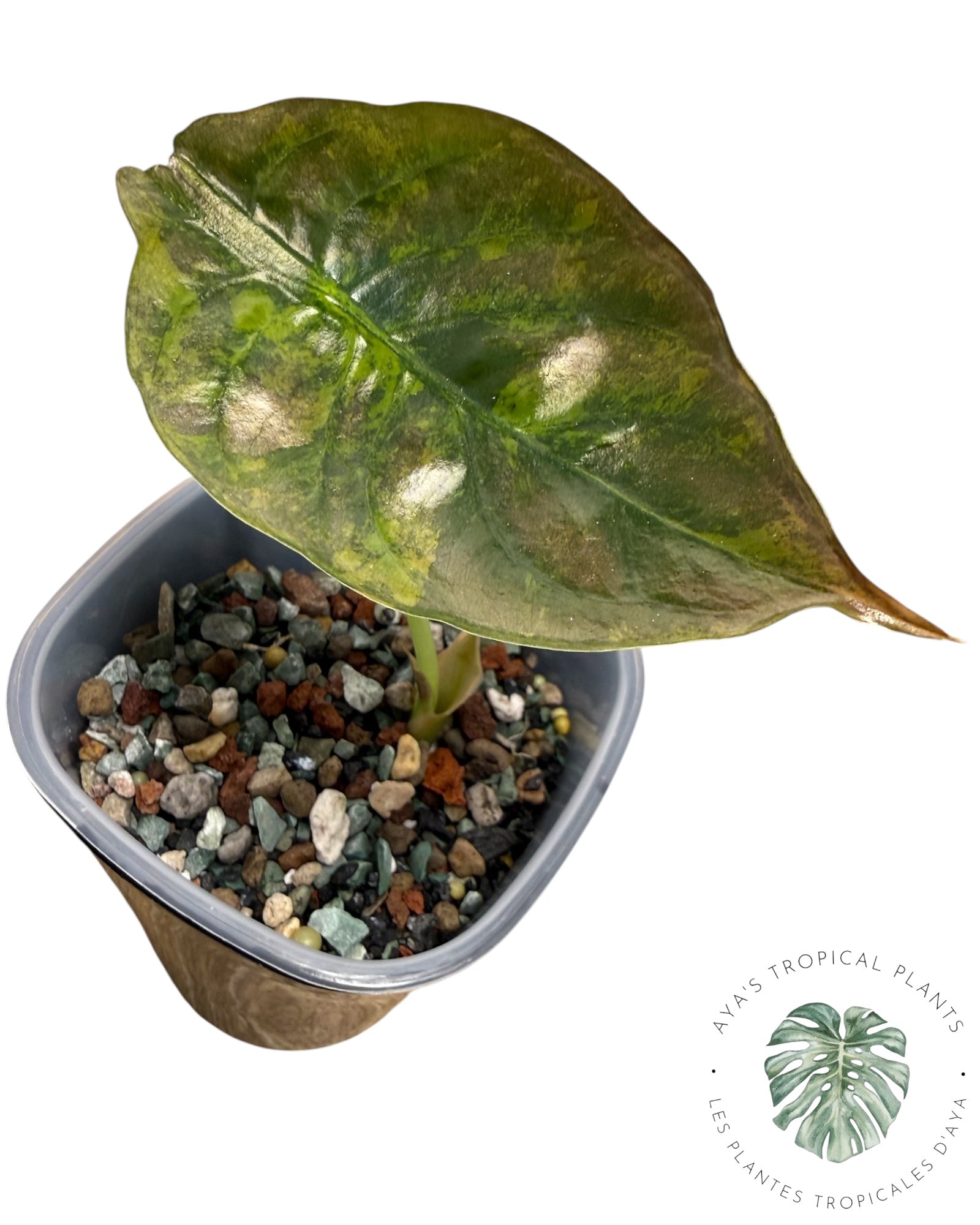 Alocasia Cuprea Golden Latte variegated