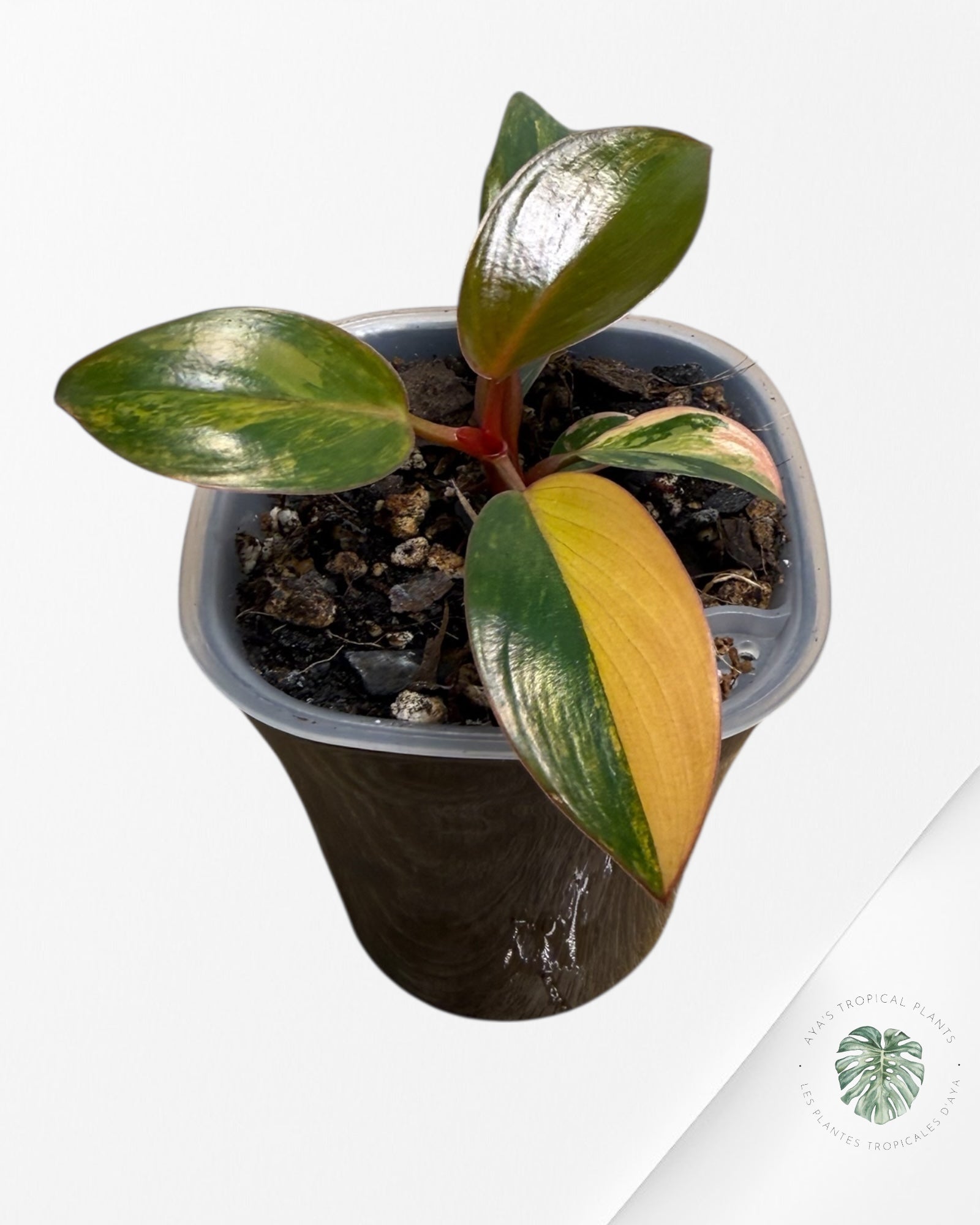 Philodendron Red Congo Variegated