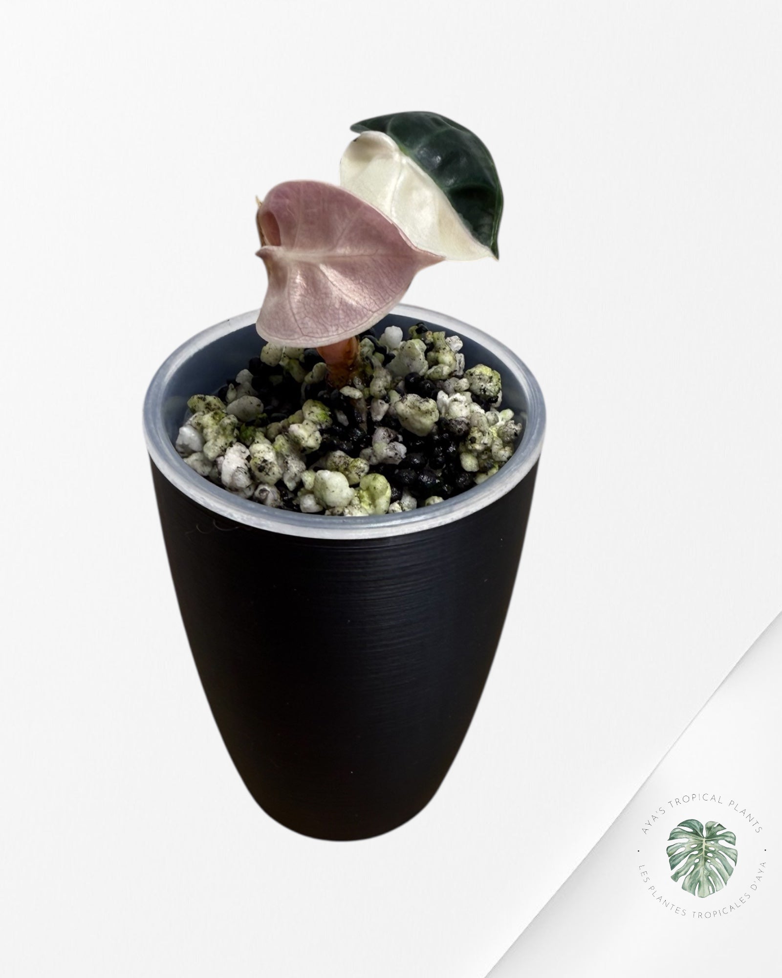 Alocasia Heart Balloon Pink variegated