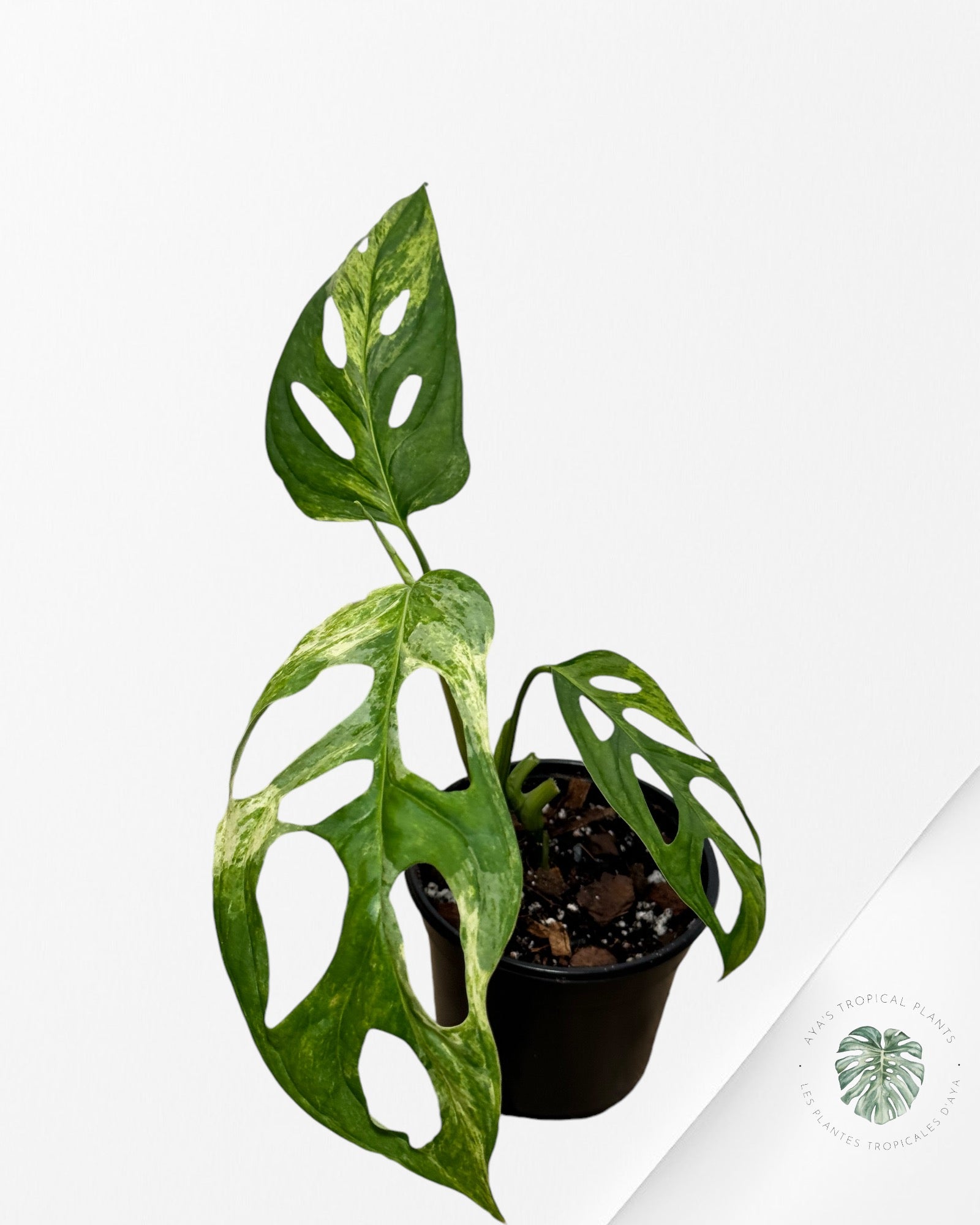 Monstera Adansonii Indonesia Mint-D