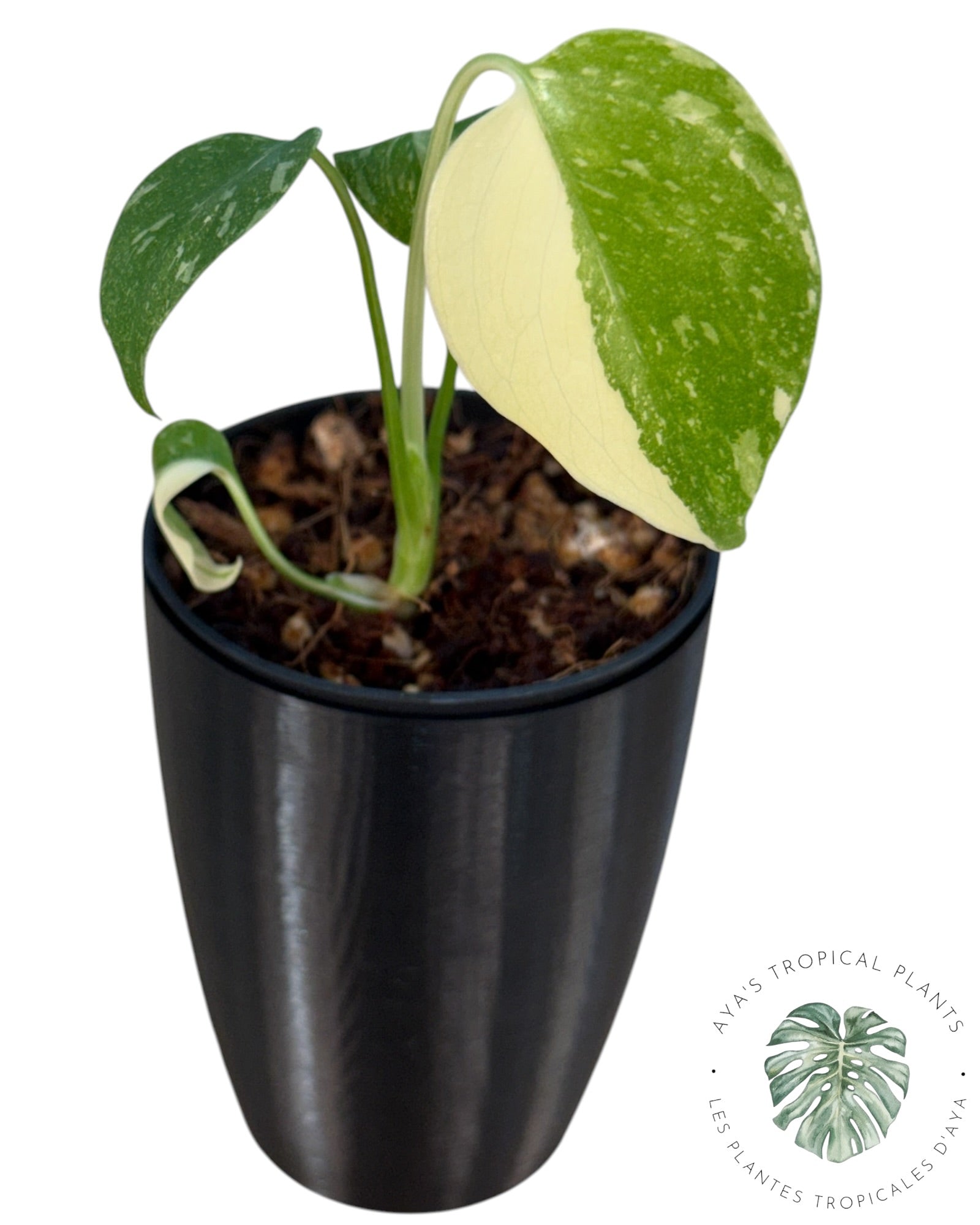 Monstera Thai Constellation Crème Brûlée
