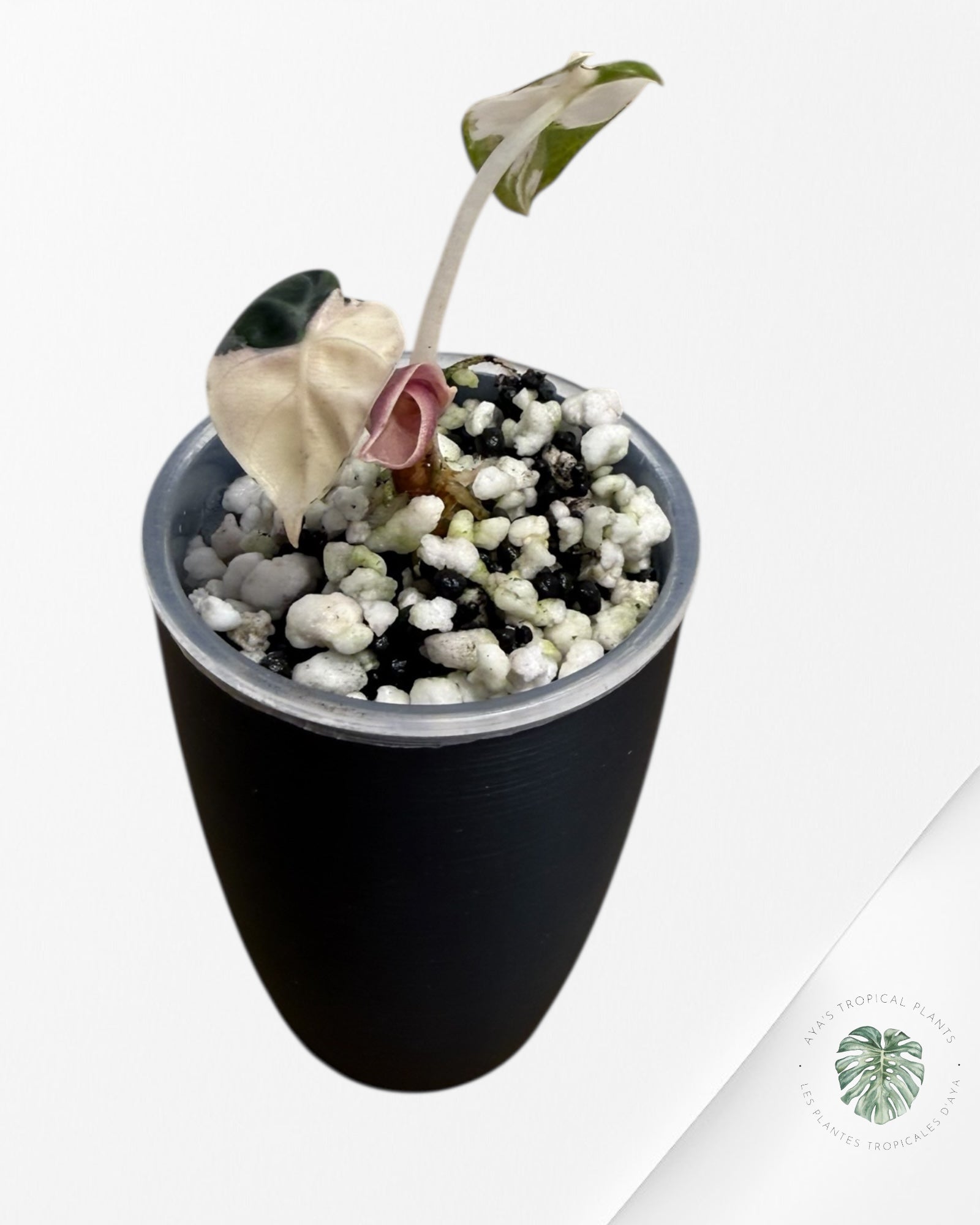 Alocasia Heart Balloon Pink variegated