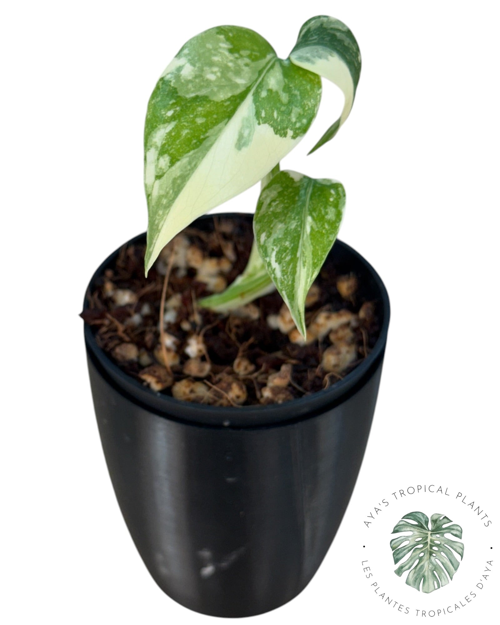 Monstera Thai Constellation Creme Brûlée