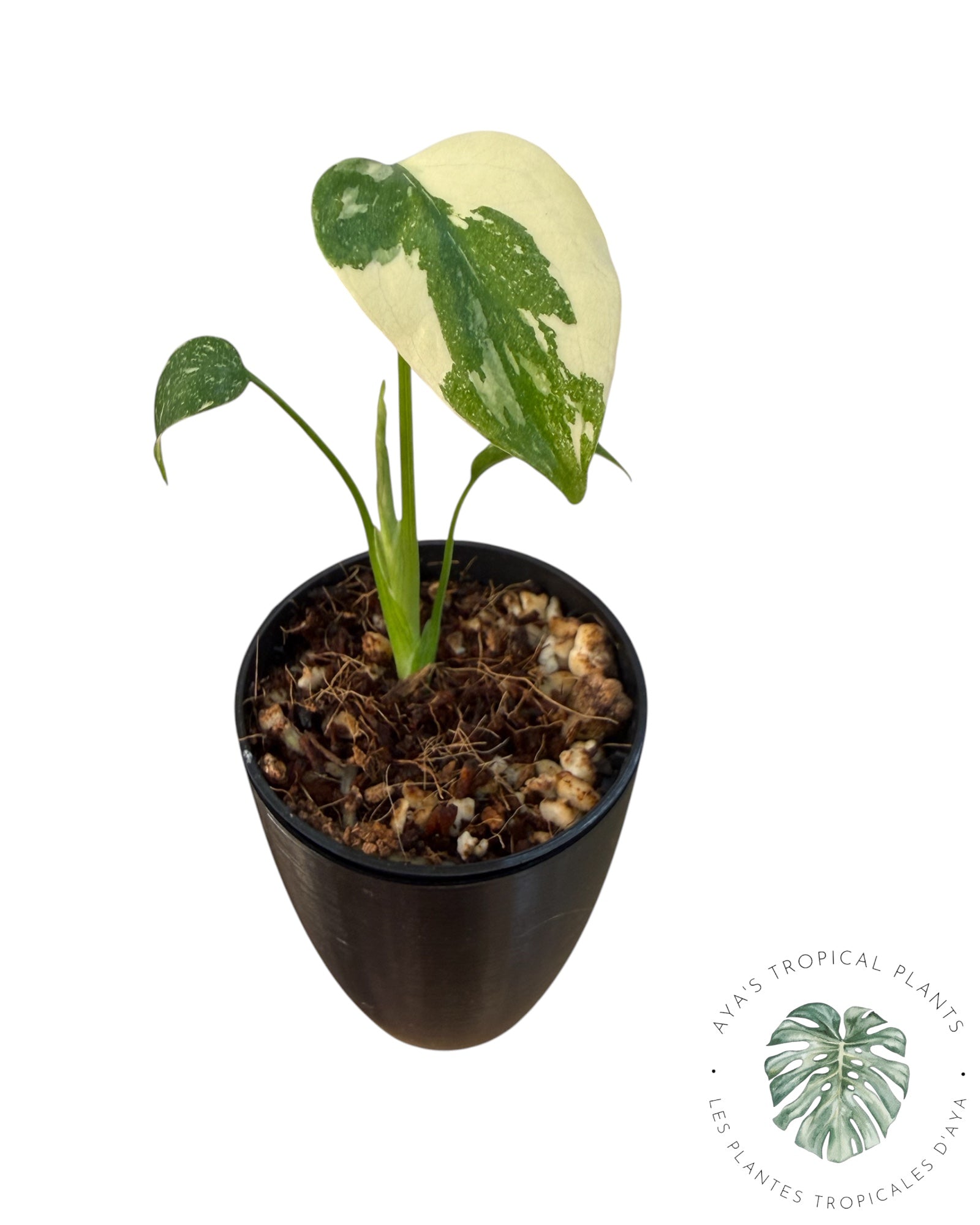 Monstera Thai Constellation Creme Brûlée