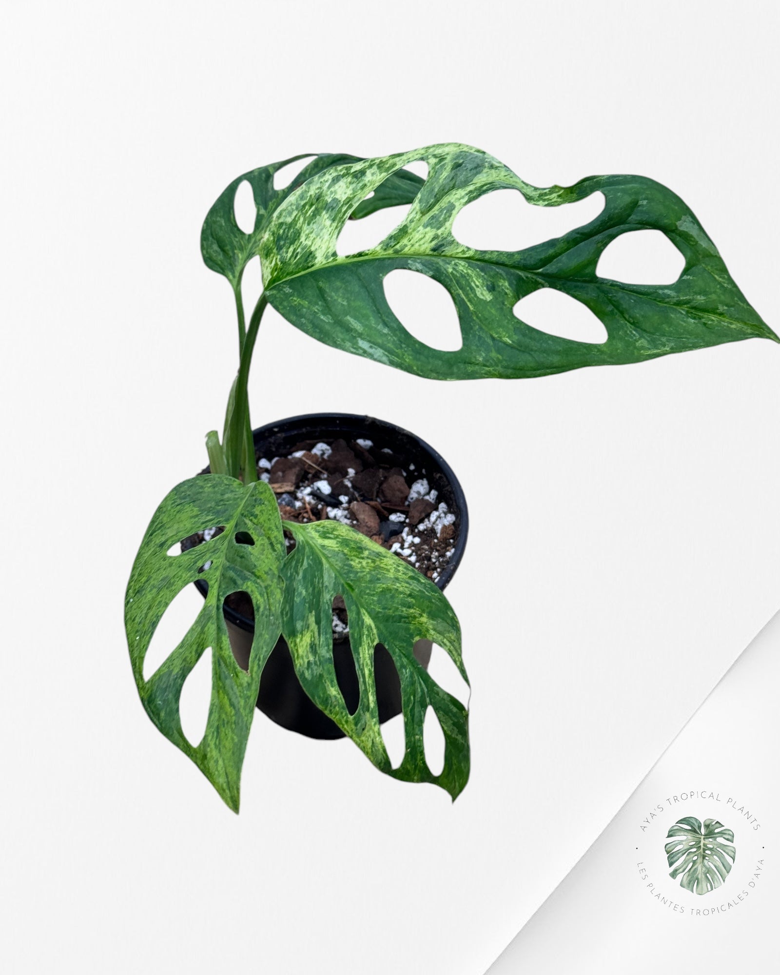 Monstera Adansonii Indonesia Mint-J