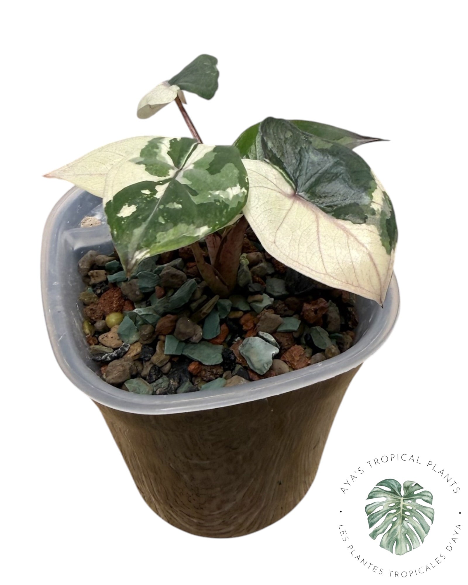Alocasia Yucatan Princess Panachée