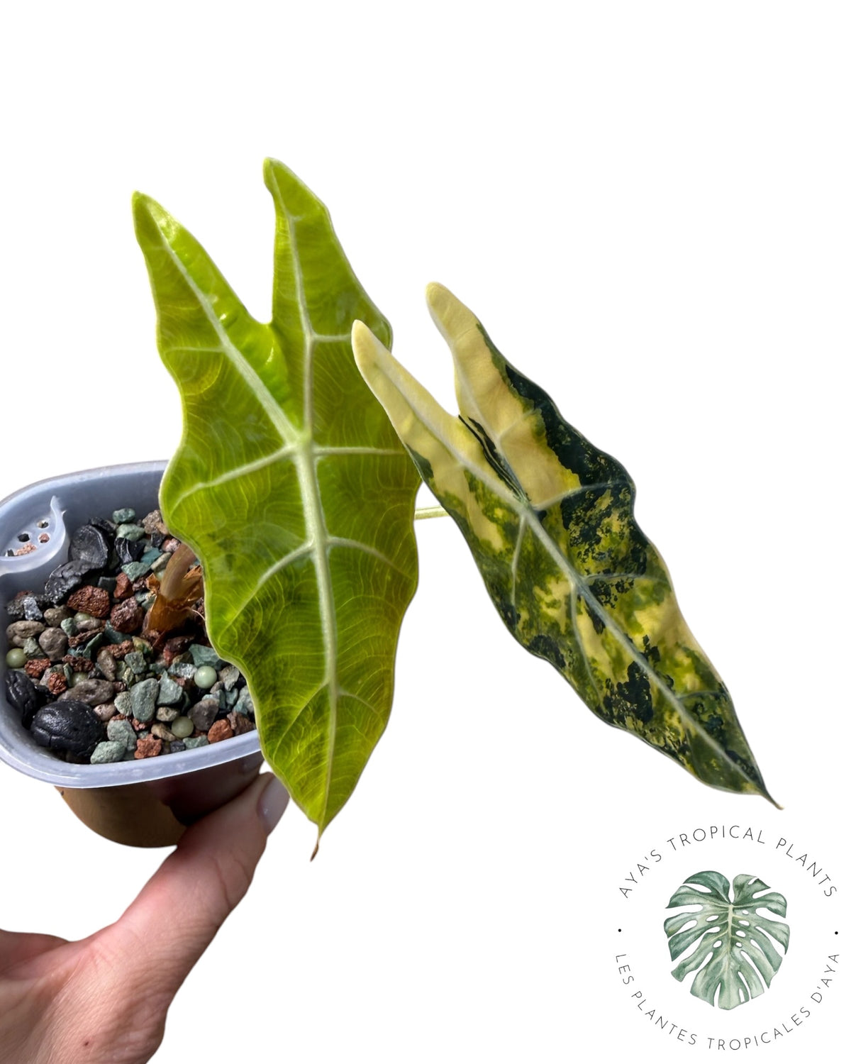 Alocasia Sanderiana ‘Bull’ Aurea Variegated