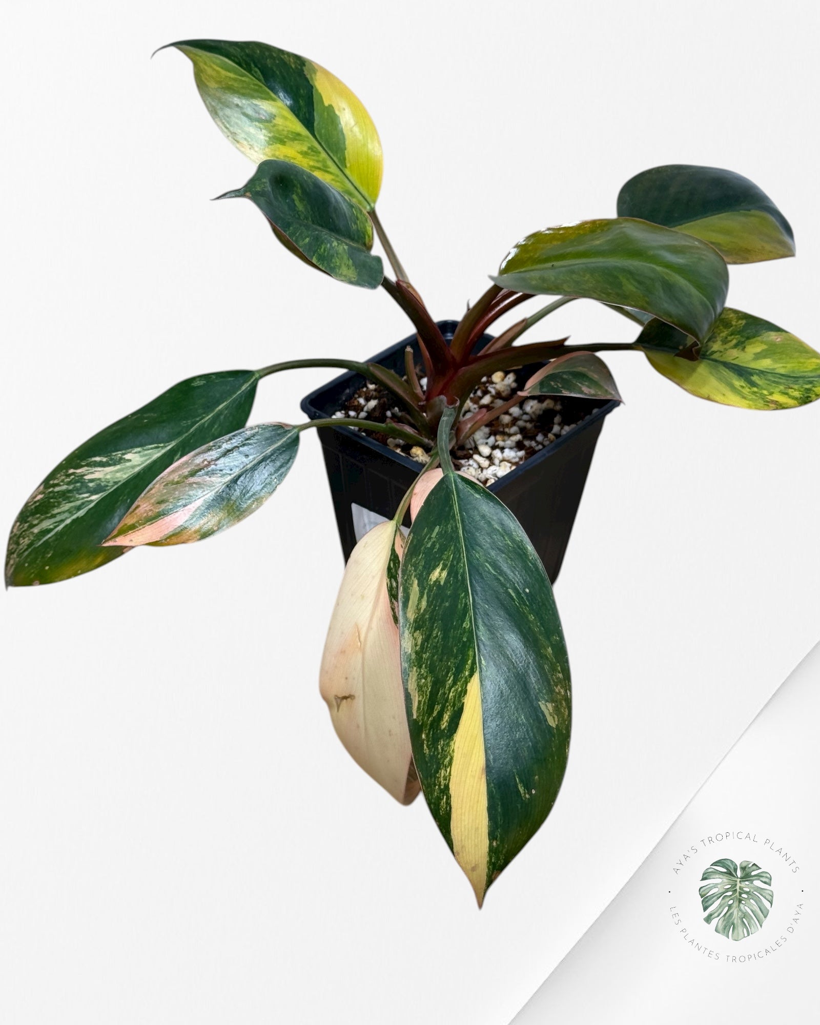 Philodendron 'Red Congo' variegated | Aroid | Aya's Tropical Plants