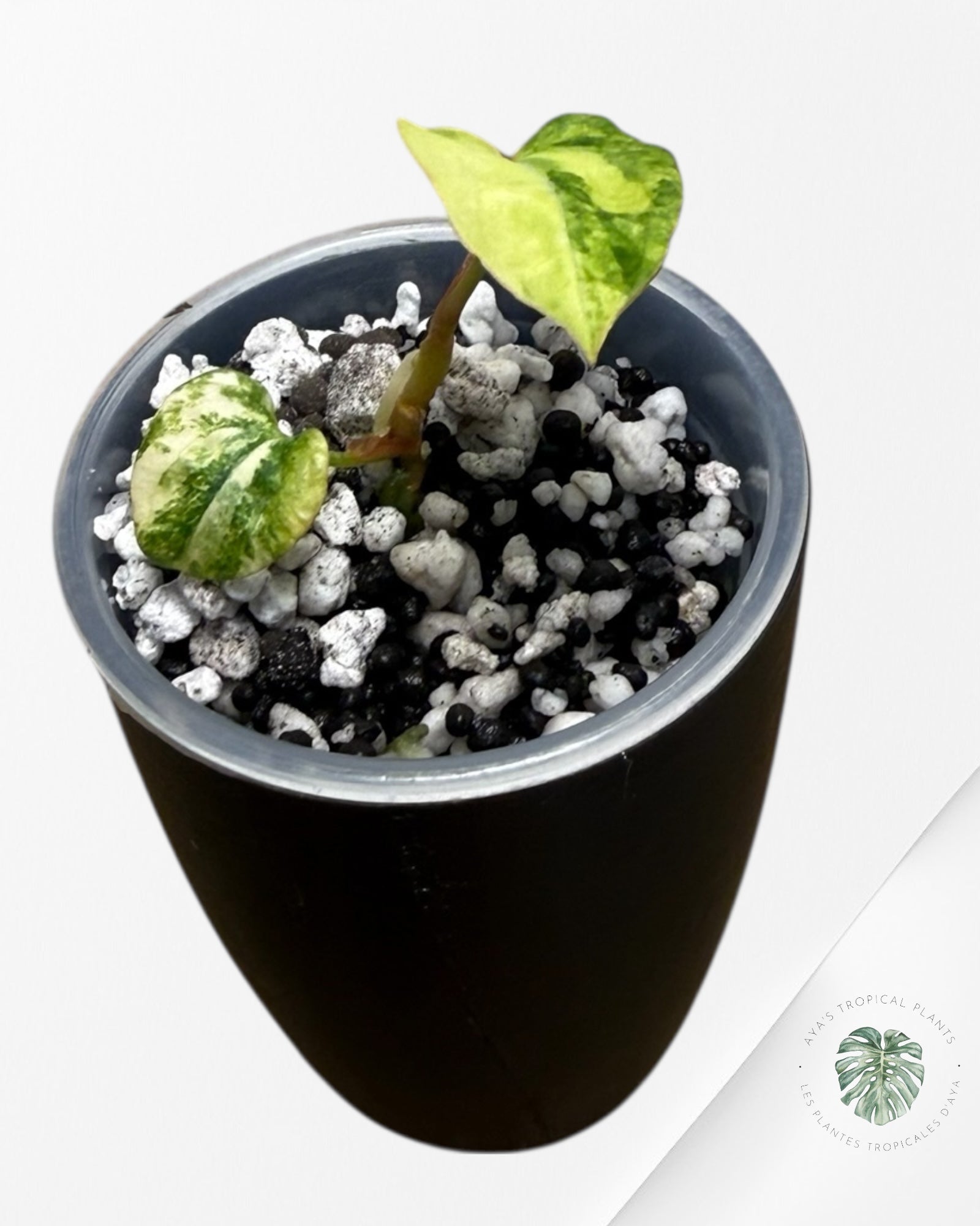 Anthurium Papillilaminum X Magnificum Variegated