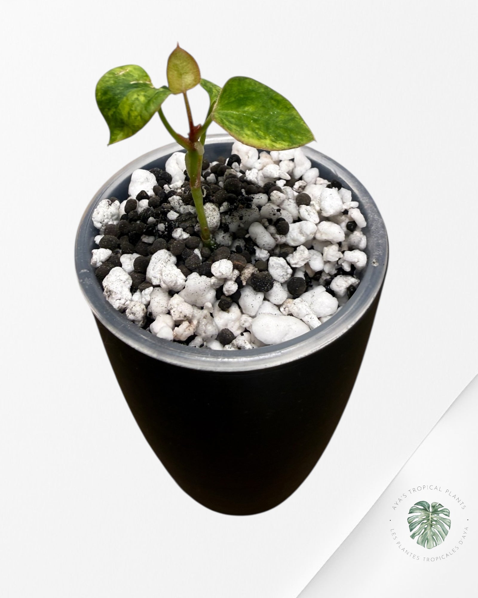 Anthurium Papillilaminum X Magnificum Variegated