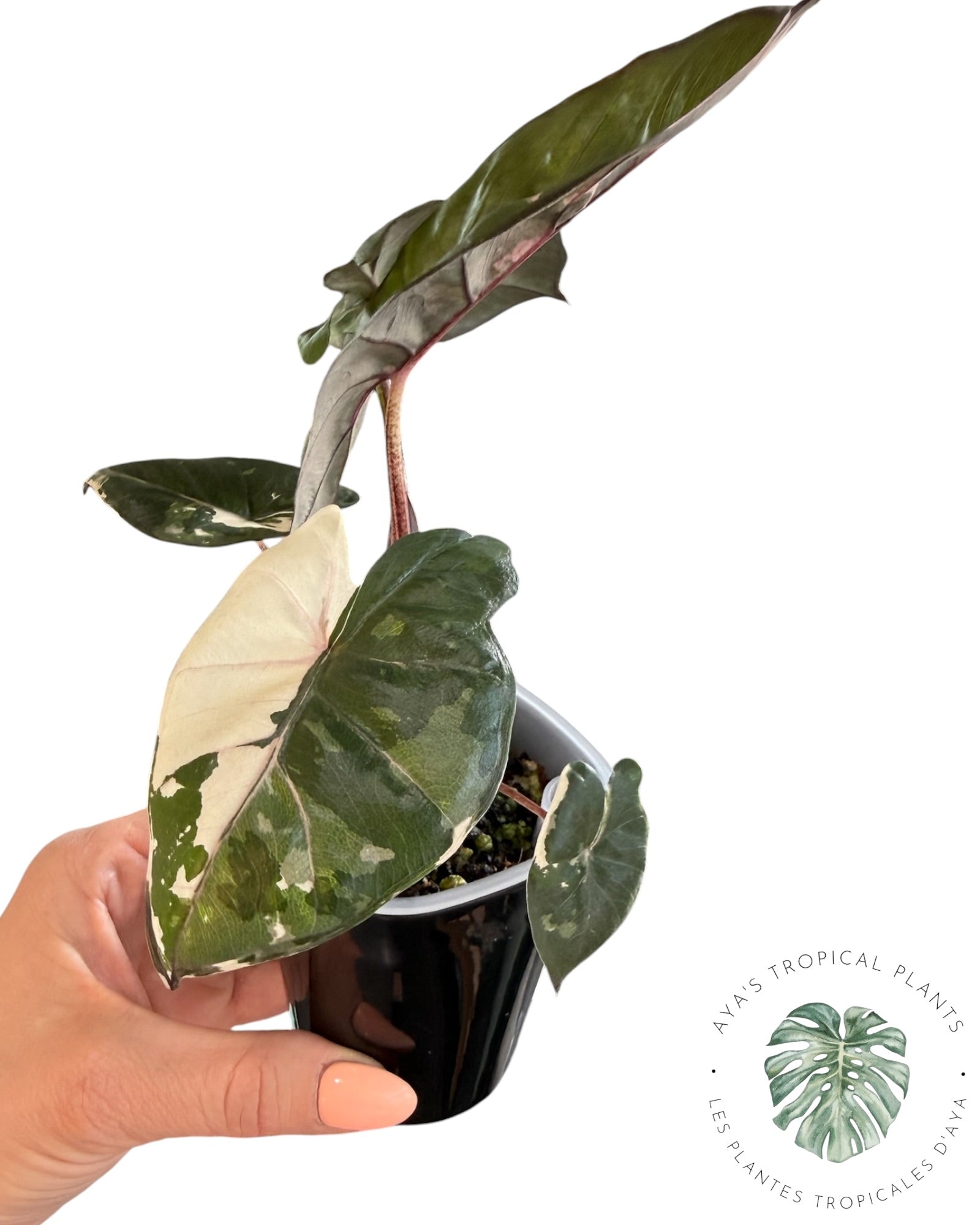 Alocasia Yucatan Princess Variegated
