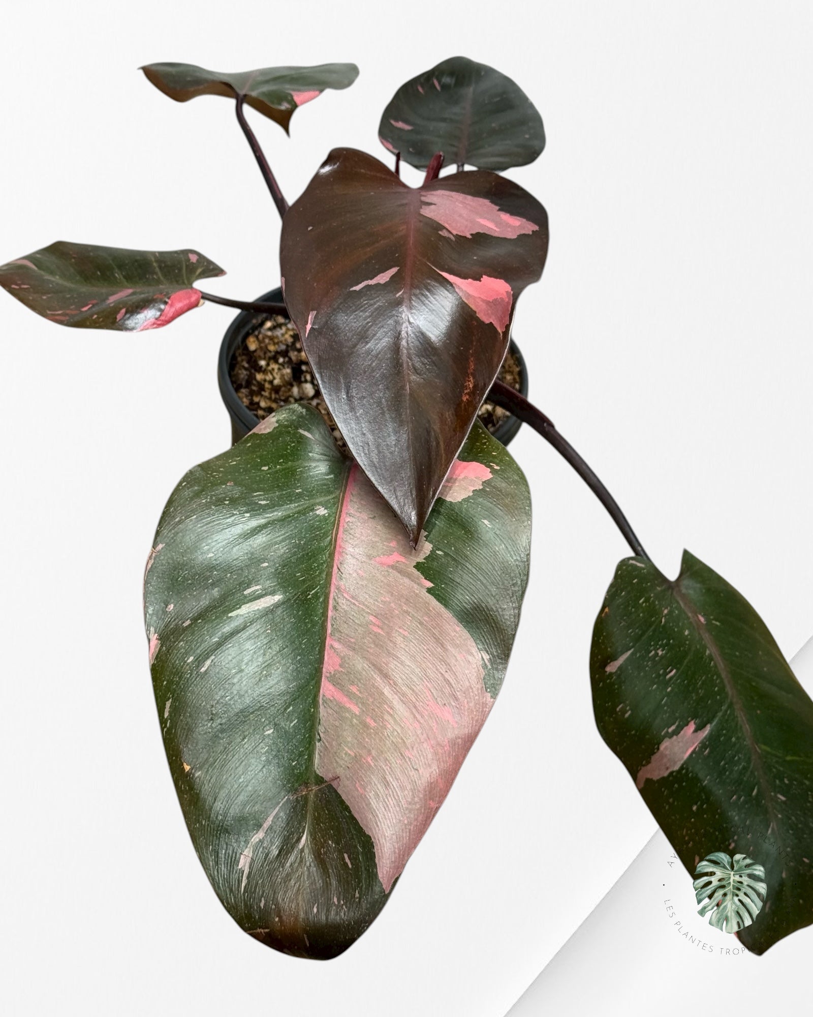 Philodendron 'Pink Princess' Marble King | Aroid | Aya's Tropical Plants