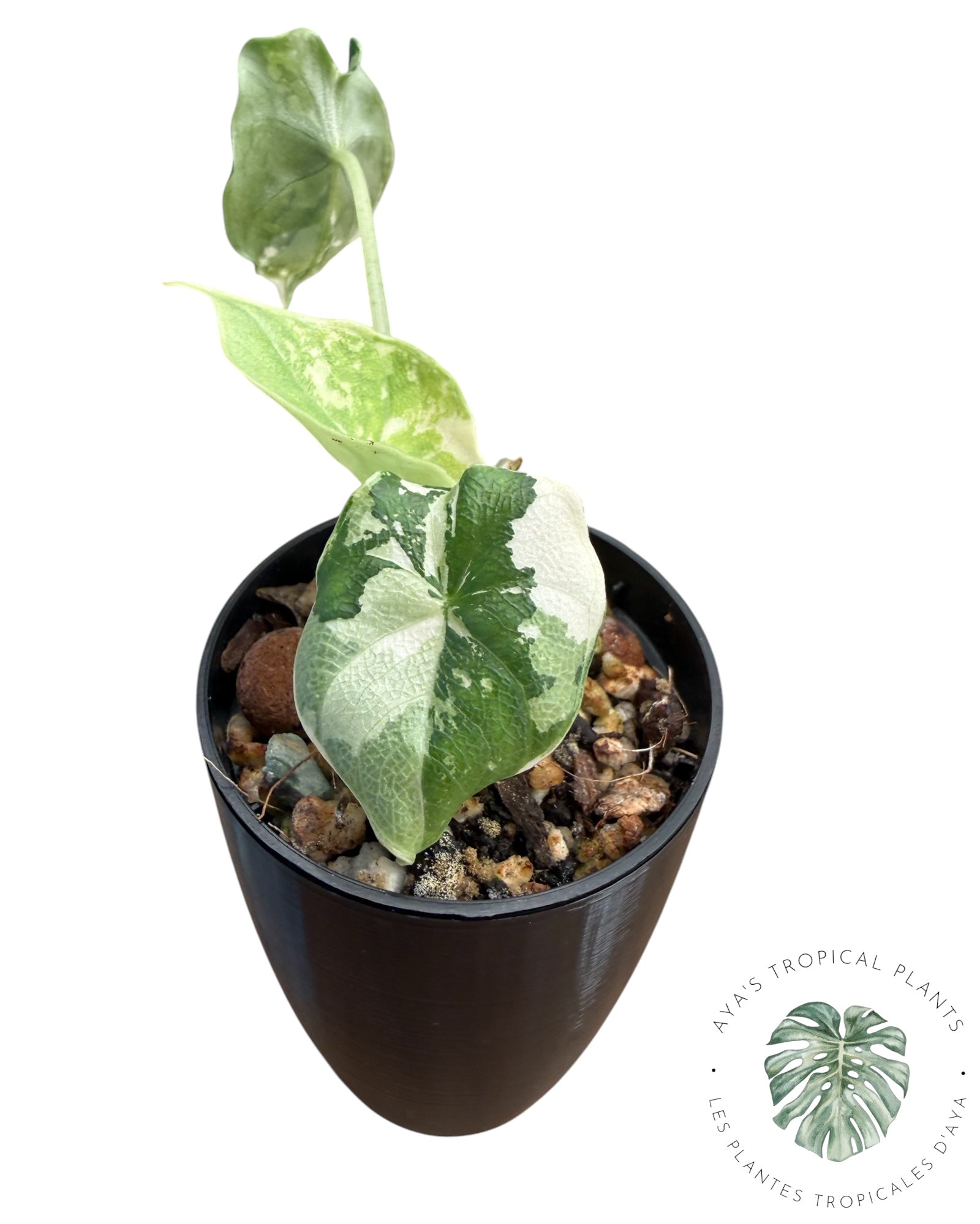 Alocasia Melo Albo panaché