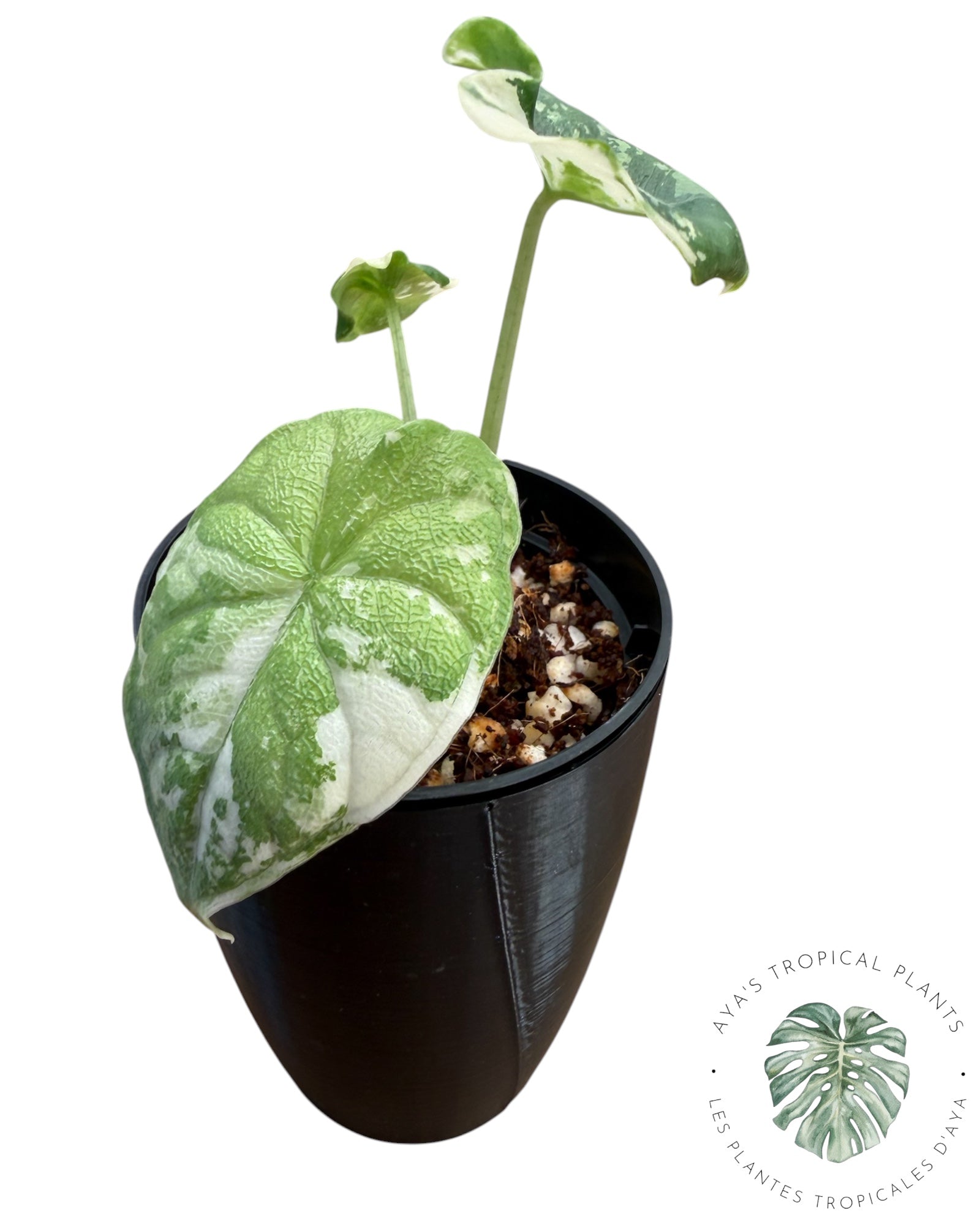 Alocasia Melo Albo panaché