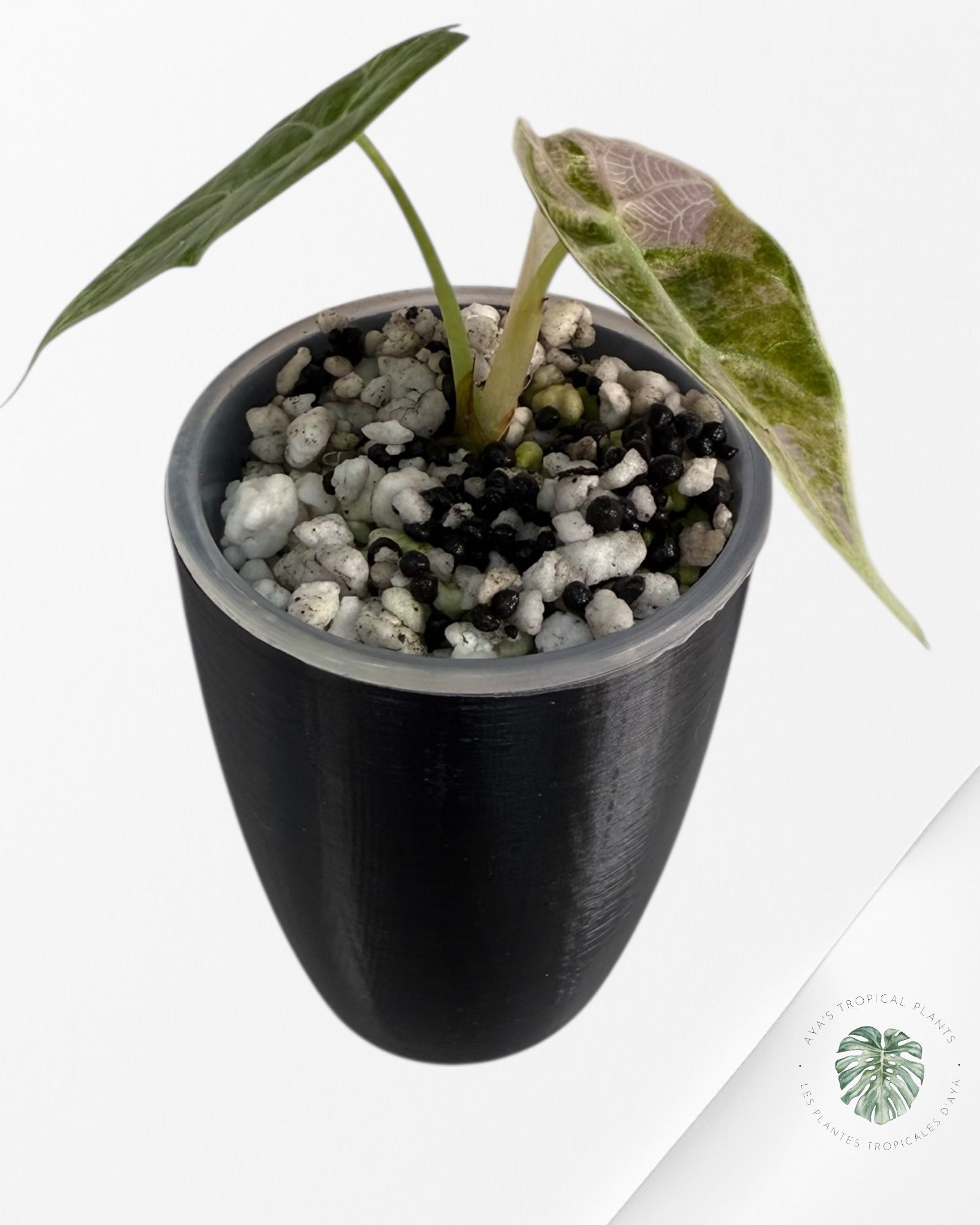 Alocasia Watsoniana Doff. Pink Variegated