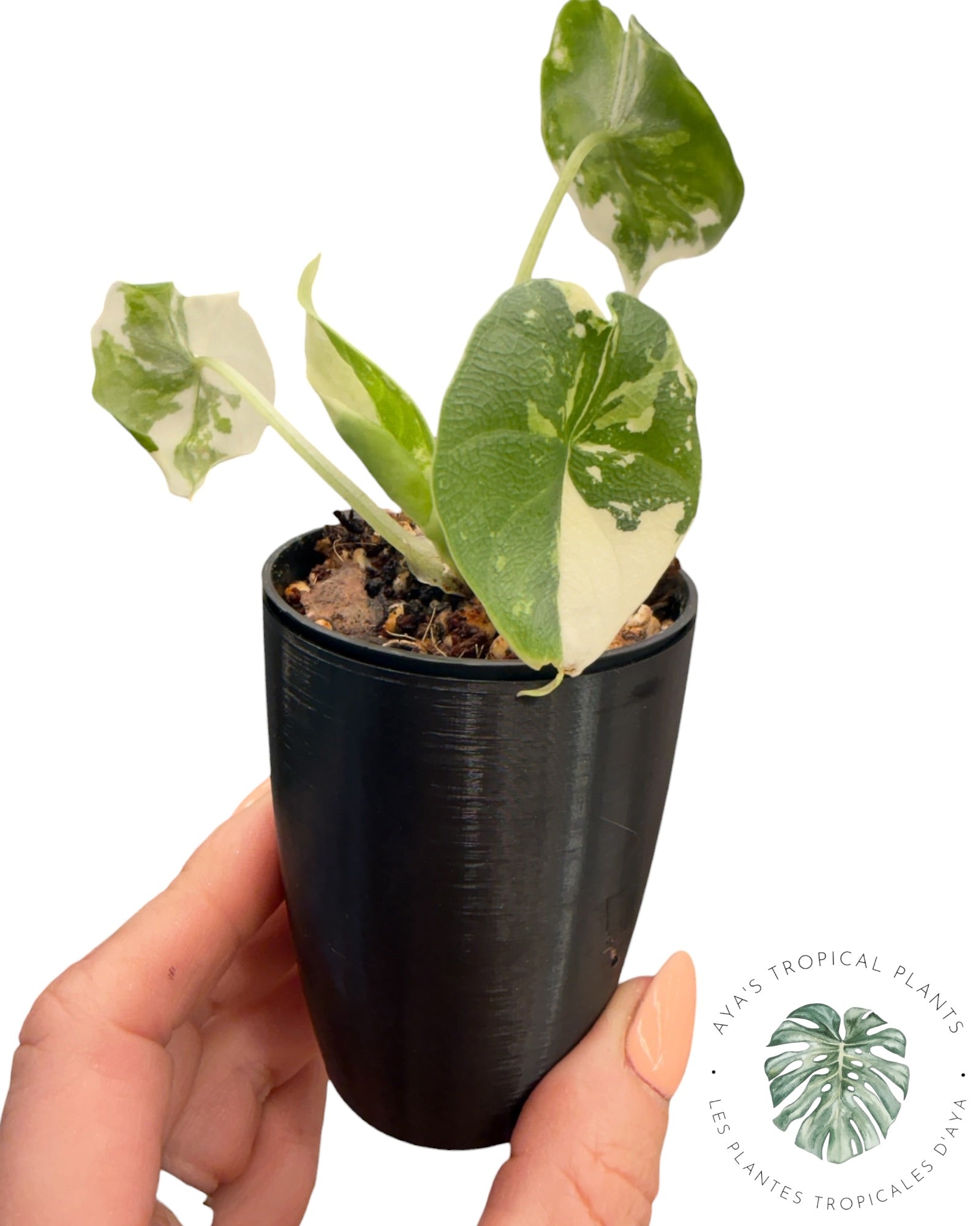 Alocasia Melo Albo Variegated